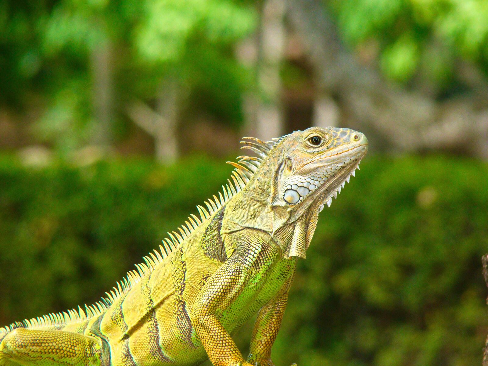 Sony Cyber-shot DSC-H50 sample photo. Animals, iguana, lizard photography