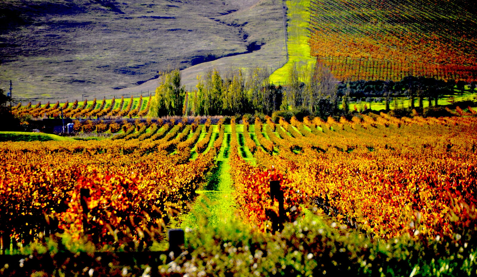 Nikon D90 sample photo. Caneros, region, sonoma, wine photography