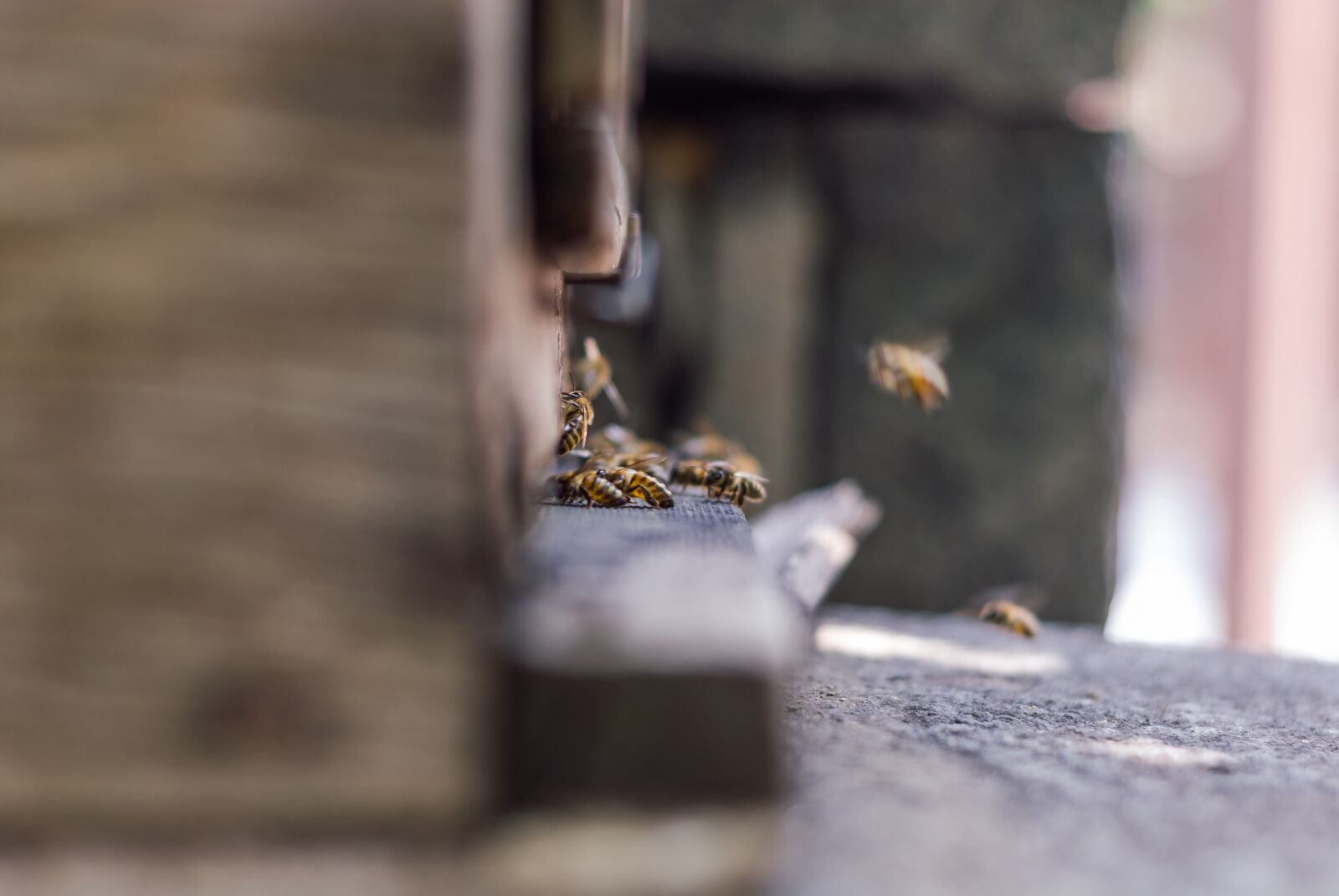 Nikon D200 sample photo. Bees, ul, pasieka photography