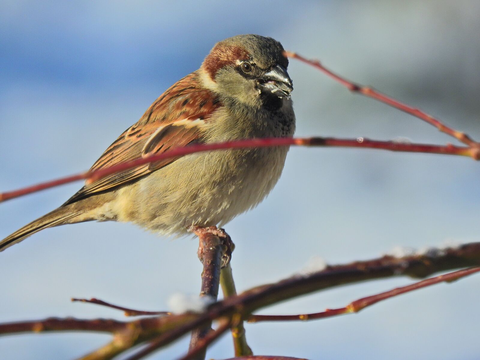 Nikon Coolpix P900 sample photo. Bird, winter, nature photography