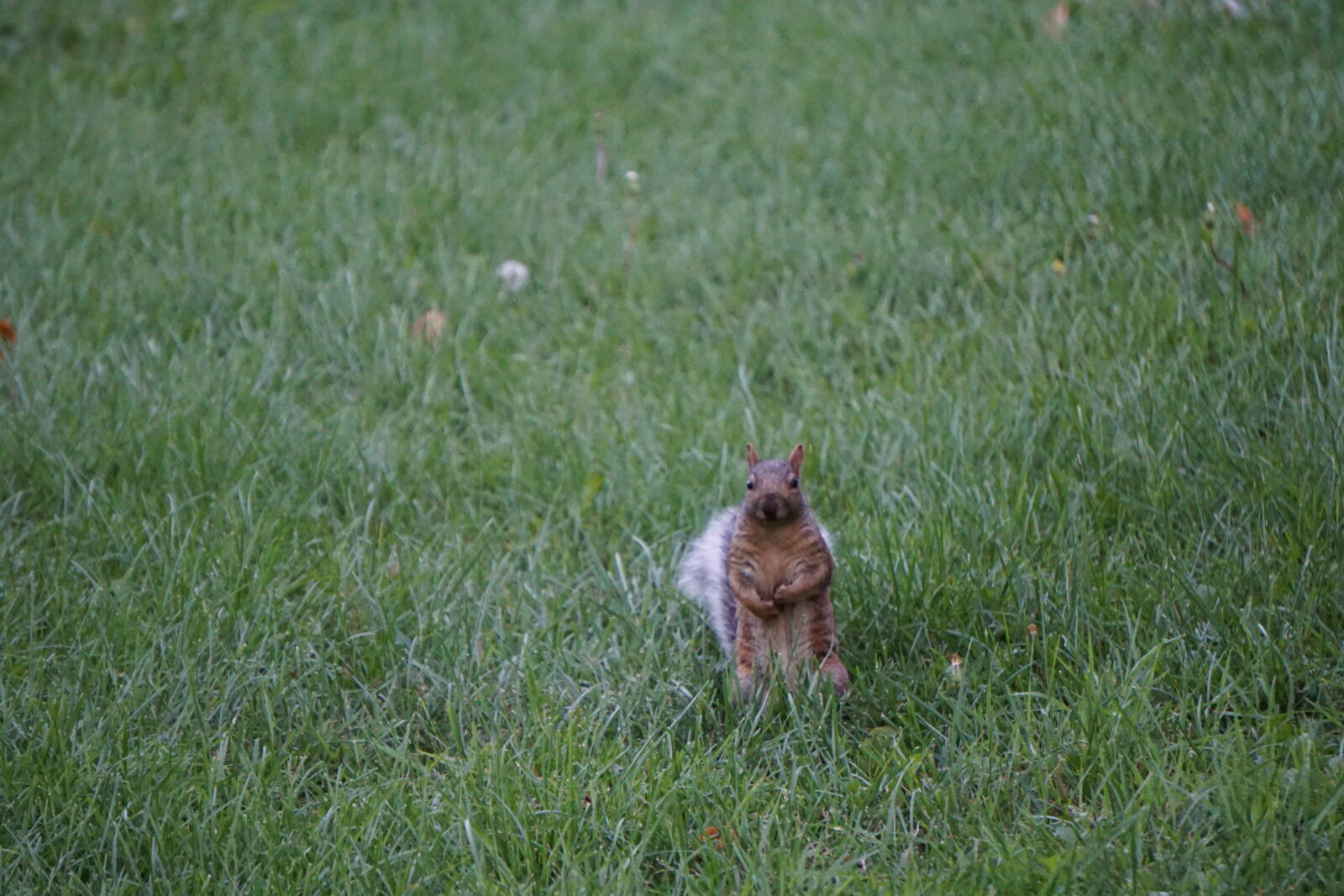 Sony a6000 + Sony E 55-210mm F4.5-6.3 OSS sample photo. Animal, botanical, garden, squirrel photography