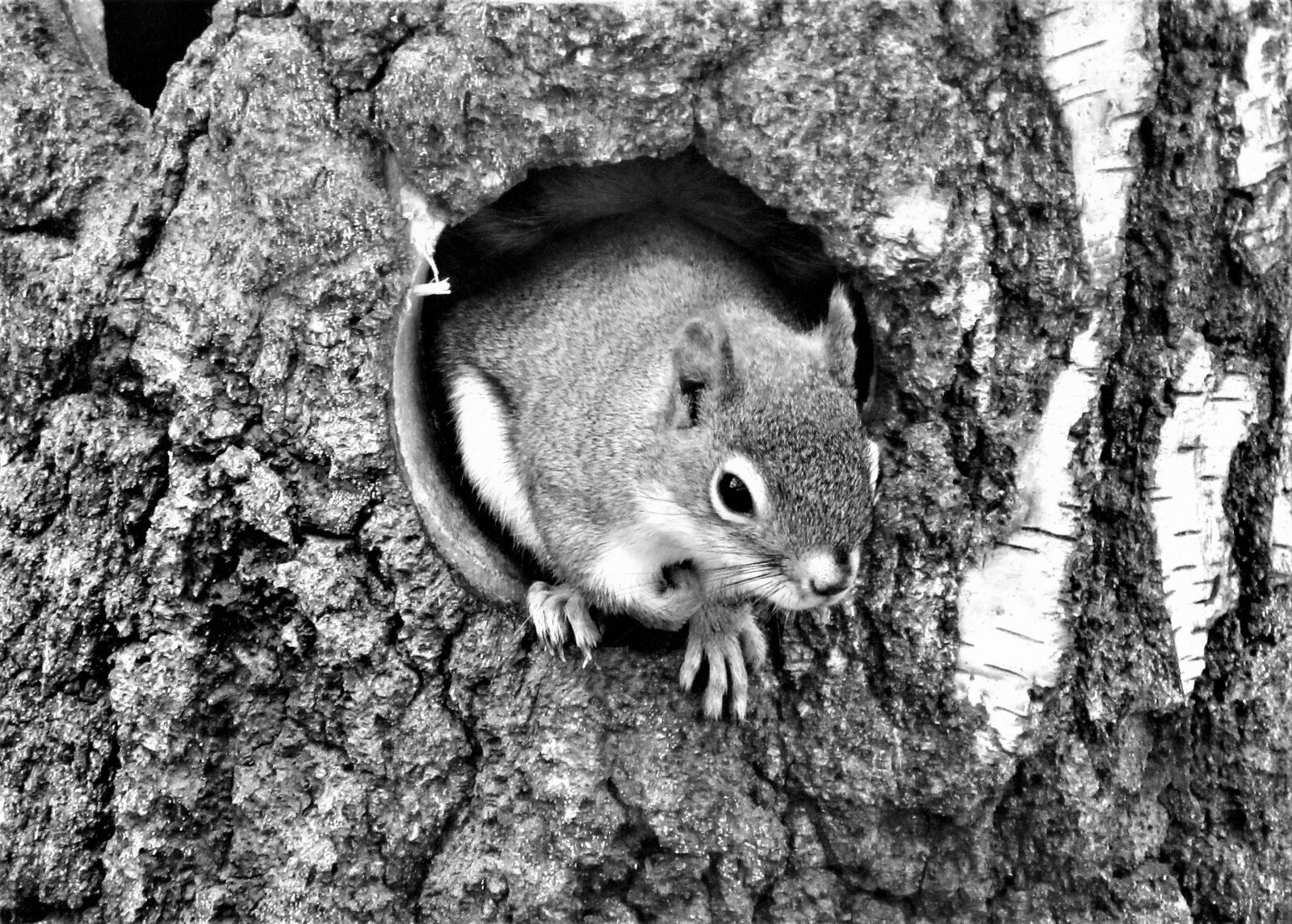 Canon PowerShot SX610 HS sample photo. Squirrel, black white, rodent photography