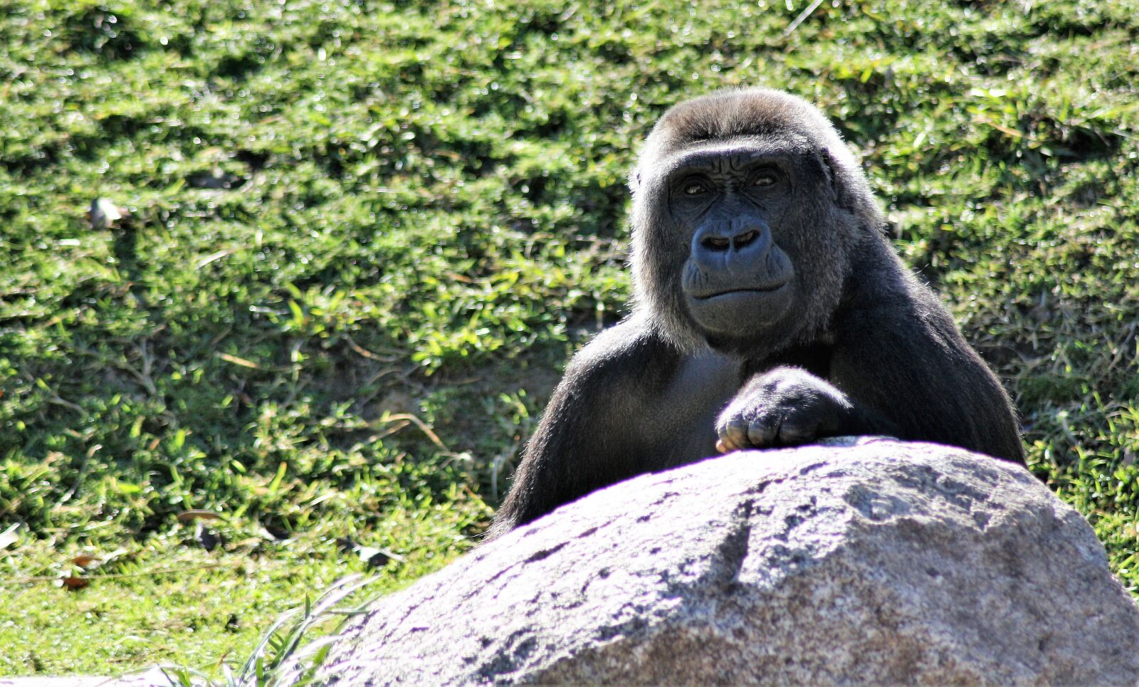 Canon EOS 1000D (EOS Digital Rebel XS / EOS Kiss F) sample photo. Gorilla, primate, ape photography