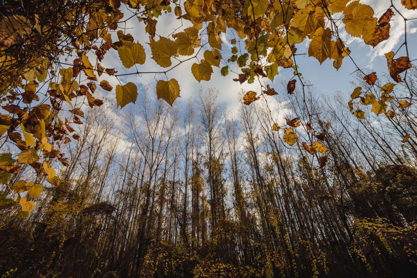 Canon EF 16-35mm F2.8L II USM sample photo. Autumn, poplar, nature, wood photography