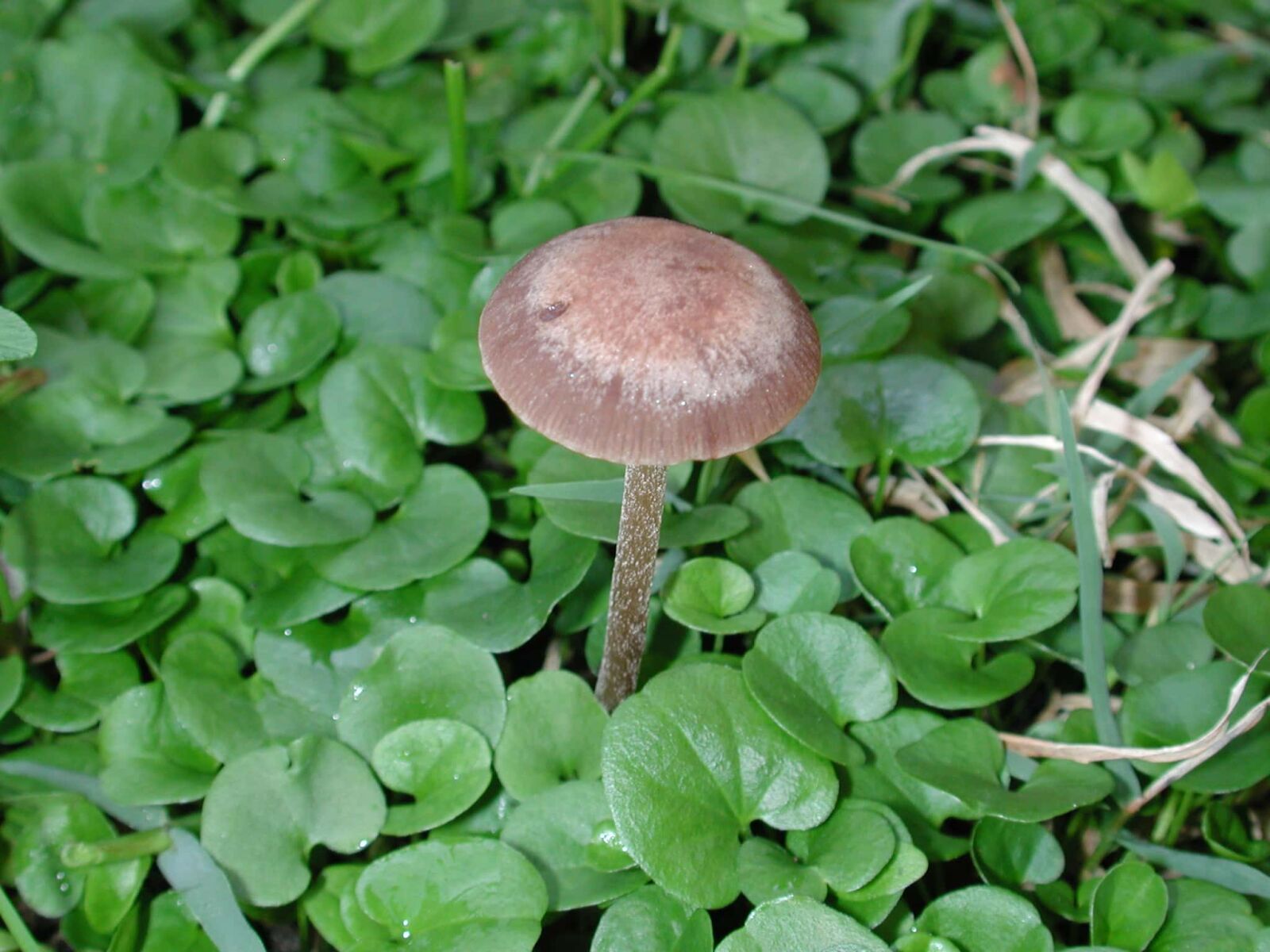 Nikon E990 sample photo. Grass, leaf, mushroom, fungus photography