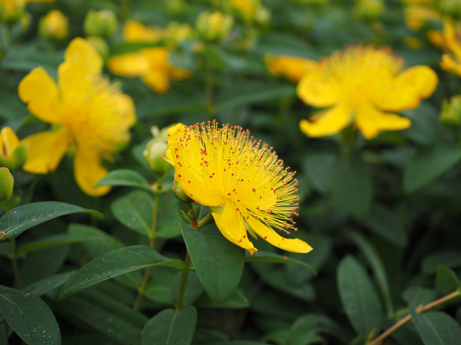 Olympus OM-D E-M1 + Olympus M.Zuiko Digital ED 12-40mm F2.8 Pro sample photo. Flower, blossom, bloom photography