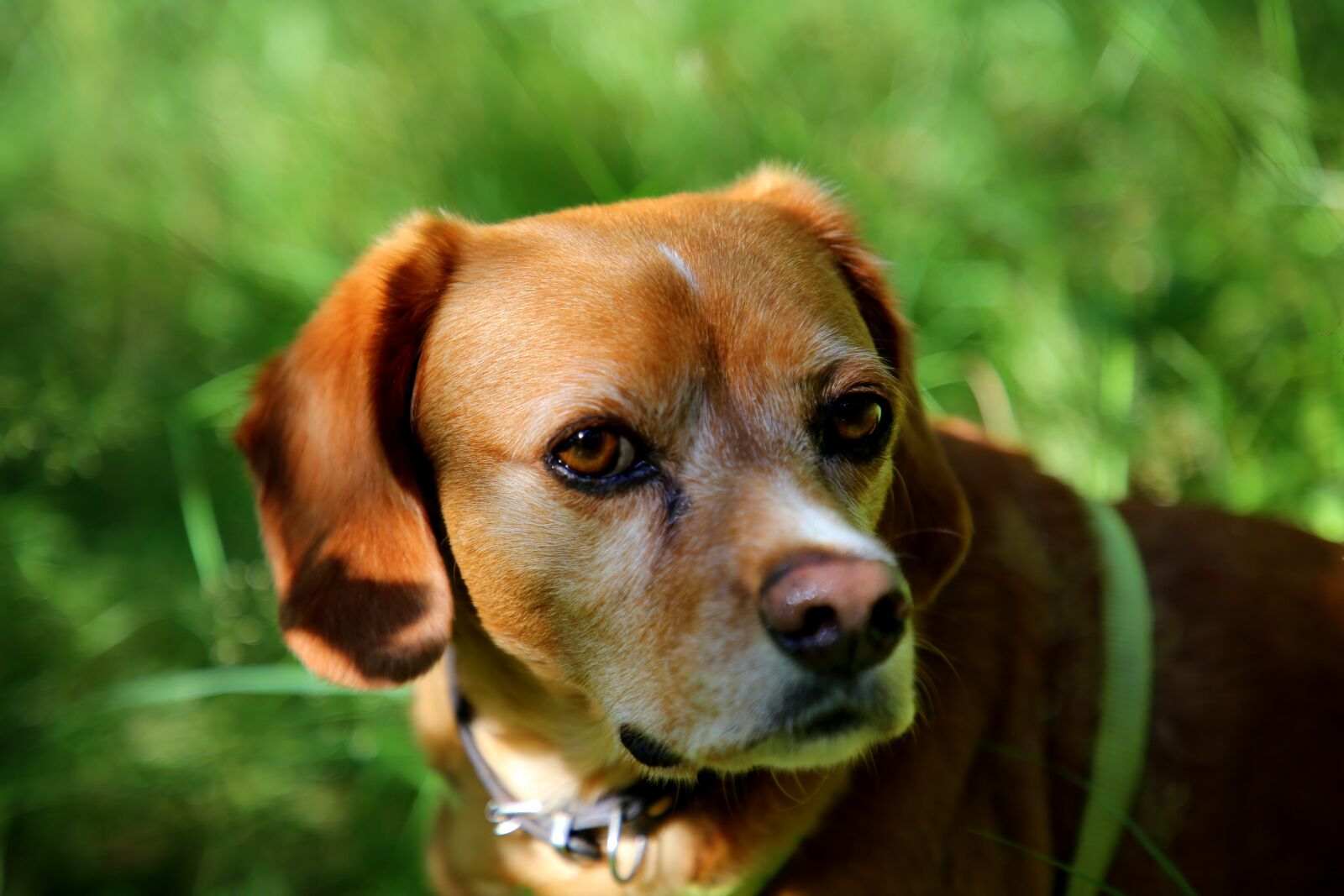 Canon EF 24-105mm F4L IS II USM sample photo. Dog, animal, outdoor photography