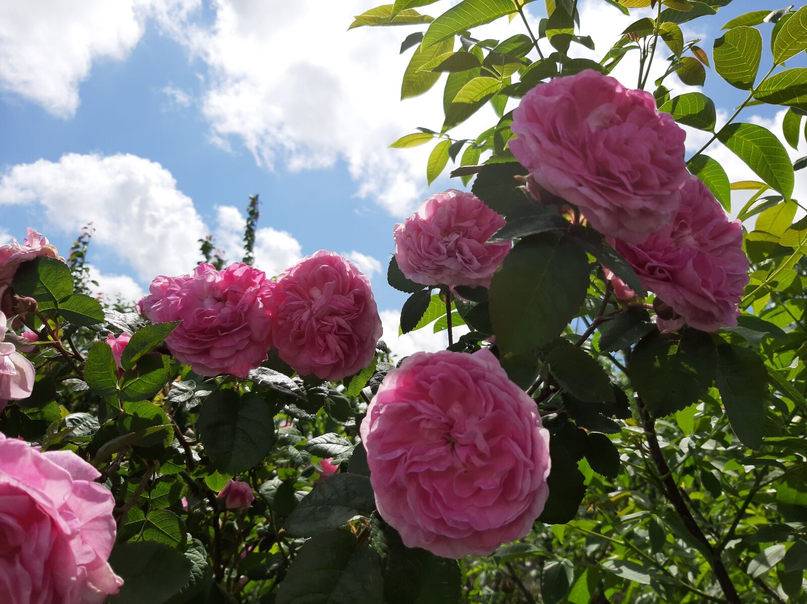 Samsung Galaxy A50 sample photo. Roses, flowers, sky photography