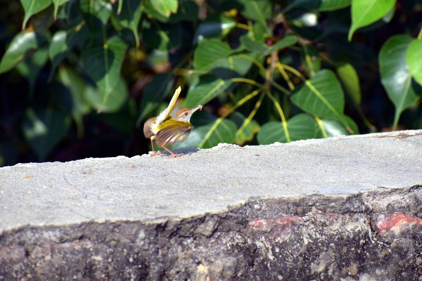 Nikon D5600 sample photo. Sparrow, small bird, prey photography