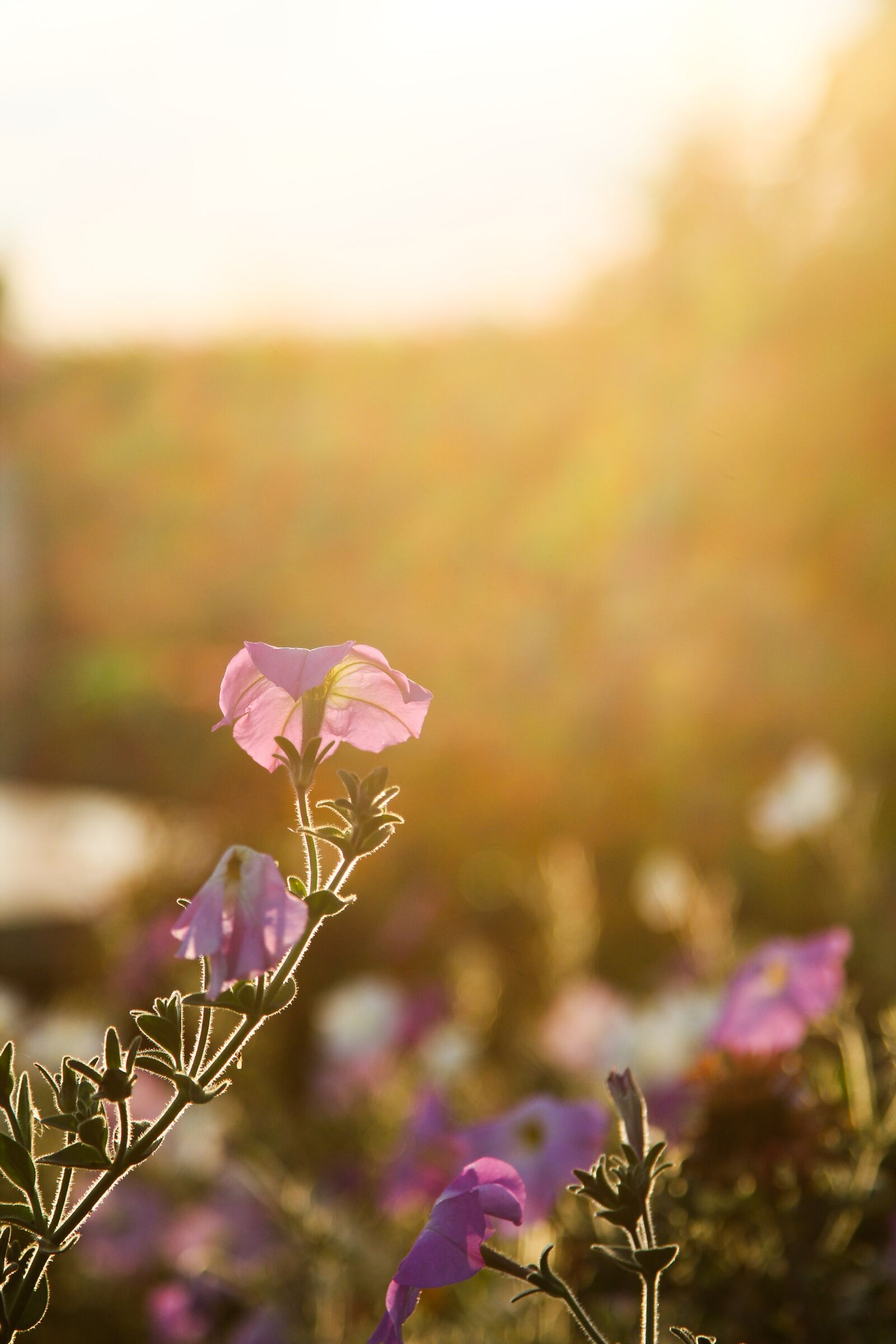Canon EOS 60D sample photo. Sun, backlighting, flower photography