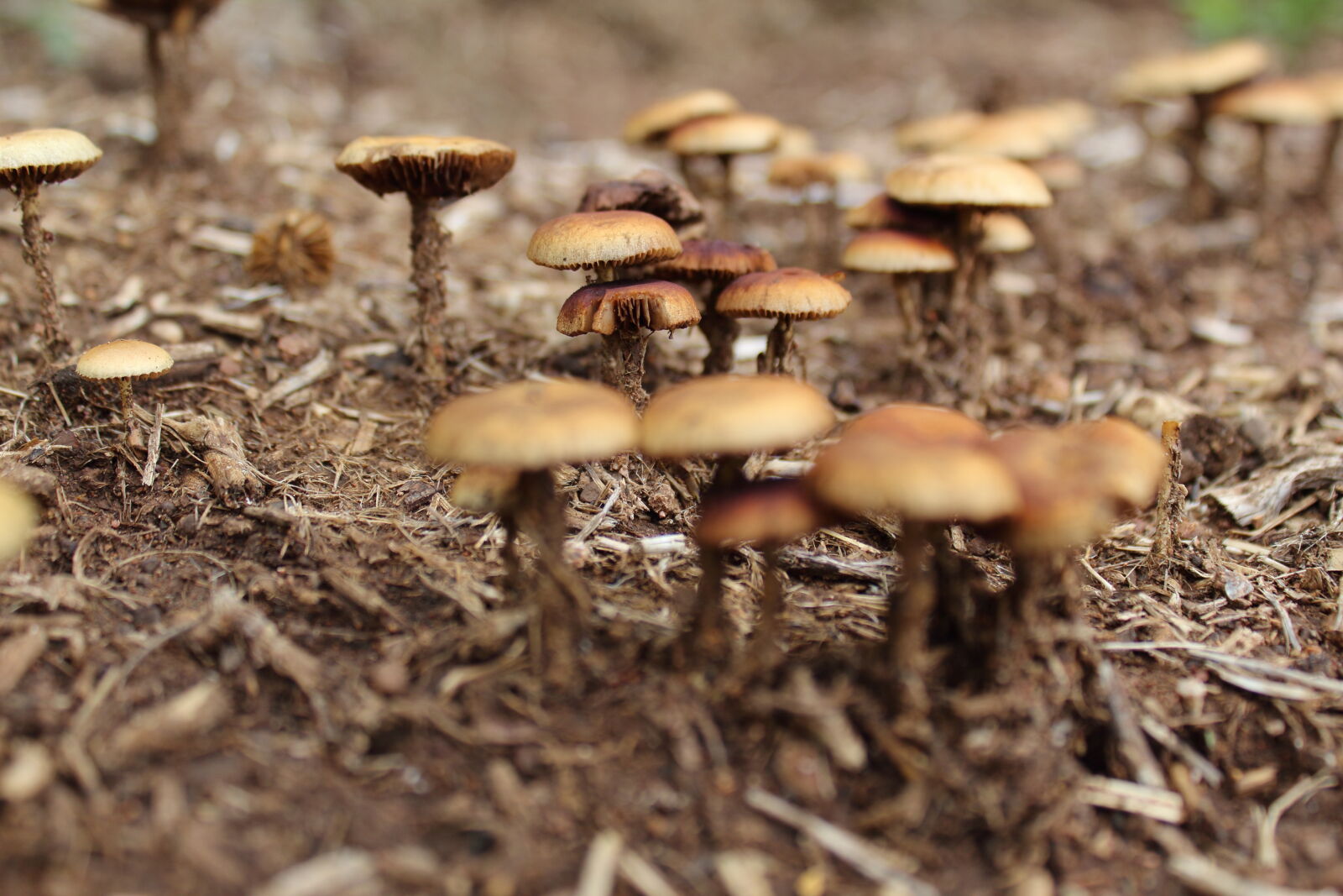 Canon EOS 1300D (EOS Rebel T6 / EOS Kiss X80) sample photo. Close, up, mushroom, wild photography