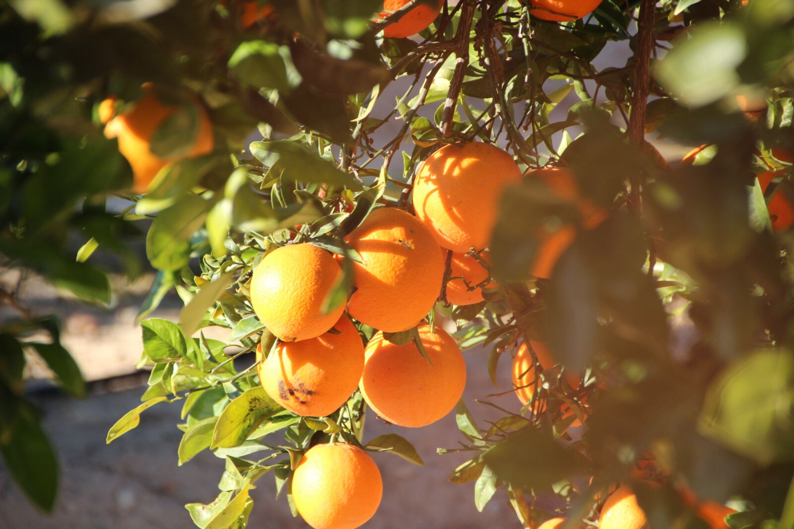 Canon EOS 600D (Rebel EOS T3i / EOS Kiss X5) sample photo. Oranges, fruit, orange photography
