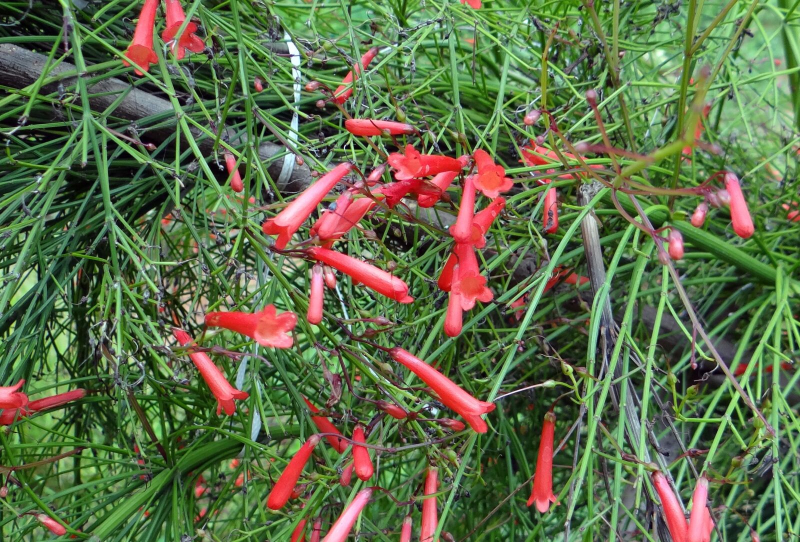 Sony DSC-HX200V sample photo. Firecracker plant, coral plant photography