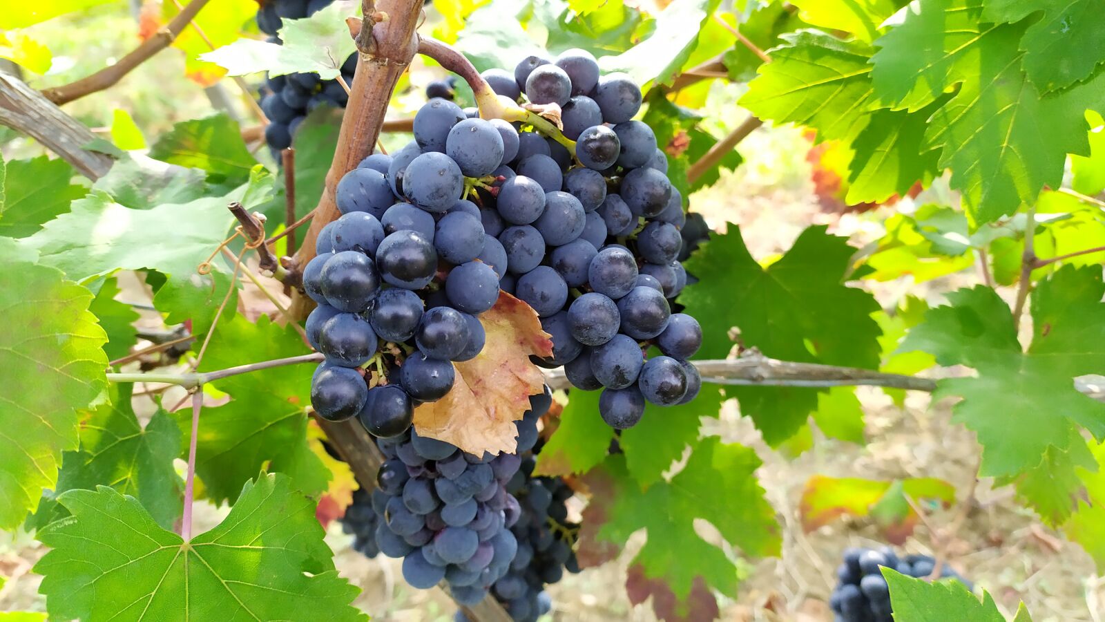 Xiaomi Redmi Note 7 sample photo. Grapes, vineyard, grape photography