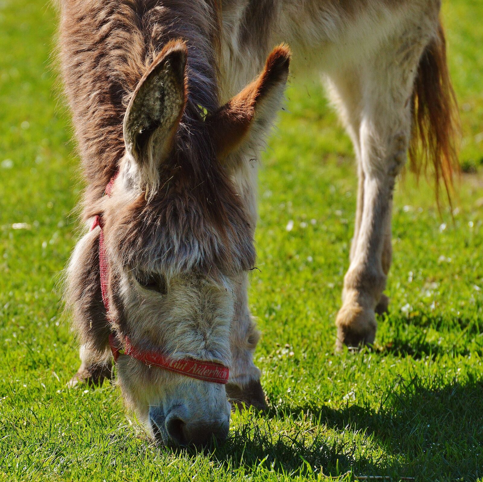 Nikon D3200 sample photo. Donkey, animal, nature photography