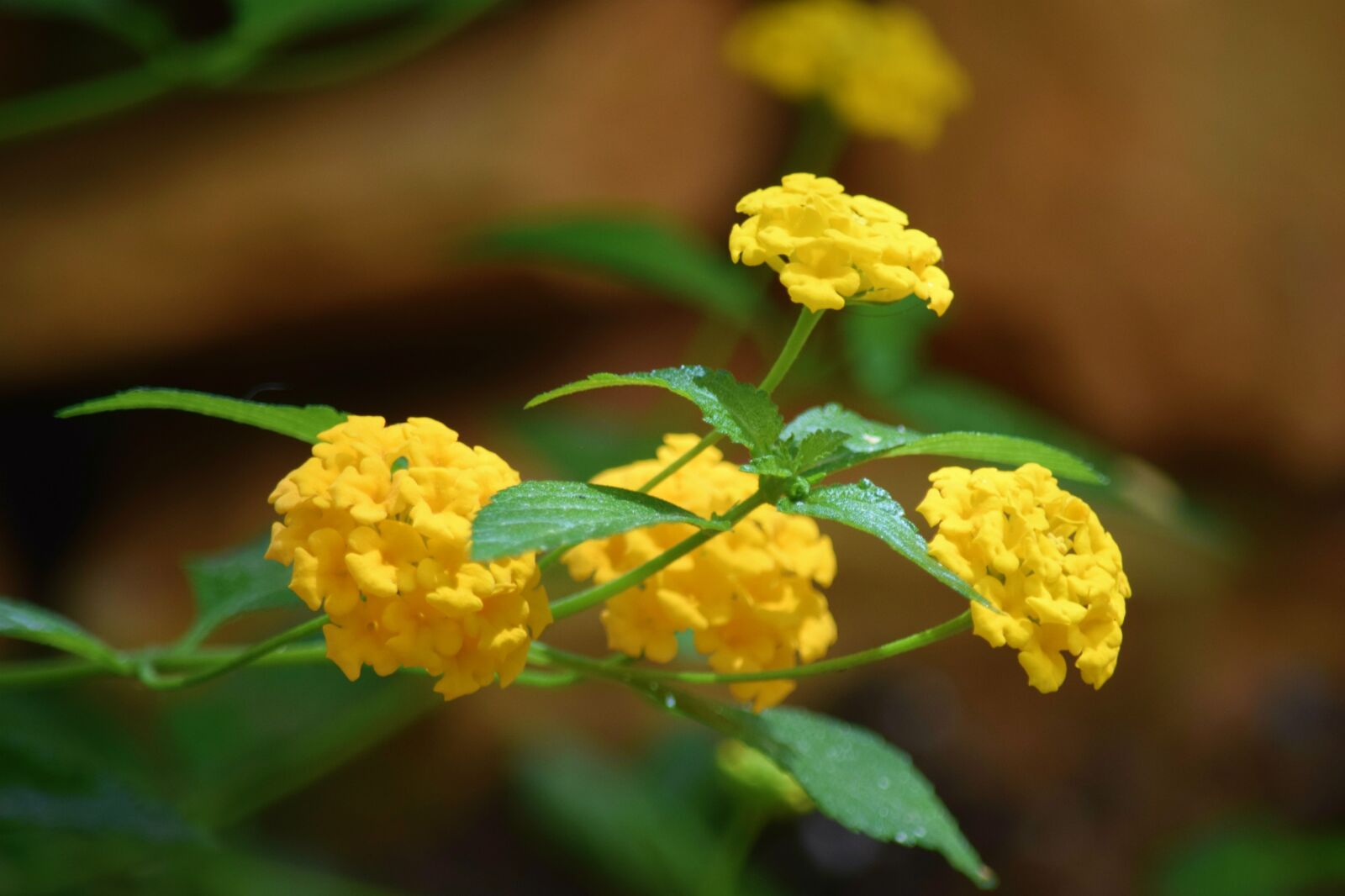 Nikon D5300 sample photo. Flowers, yellow, nature photography