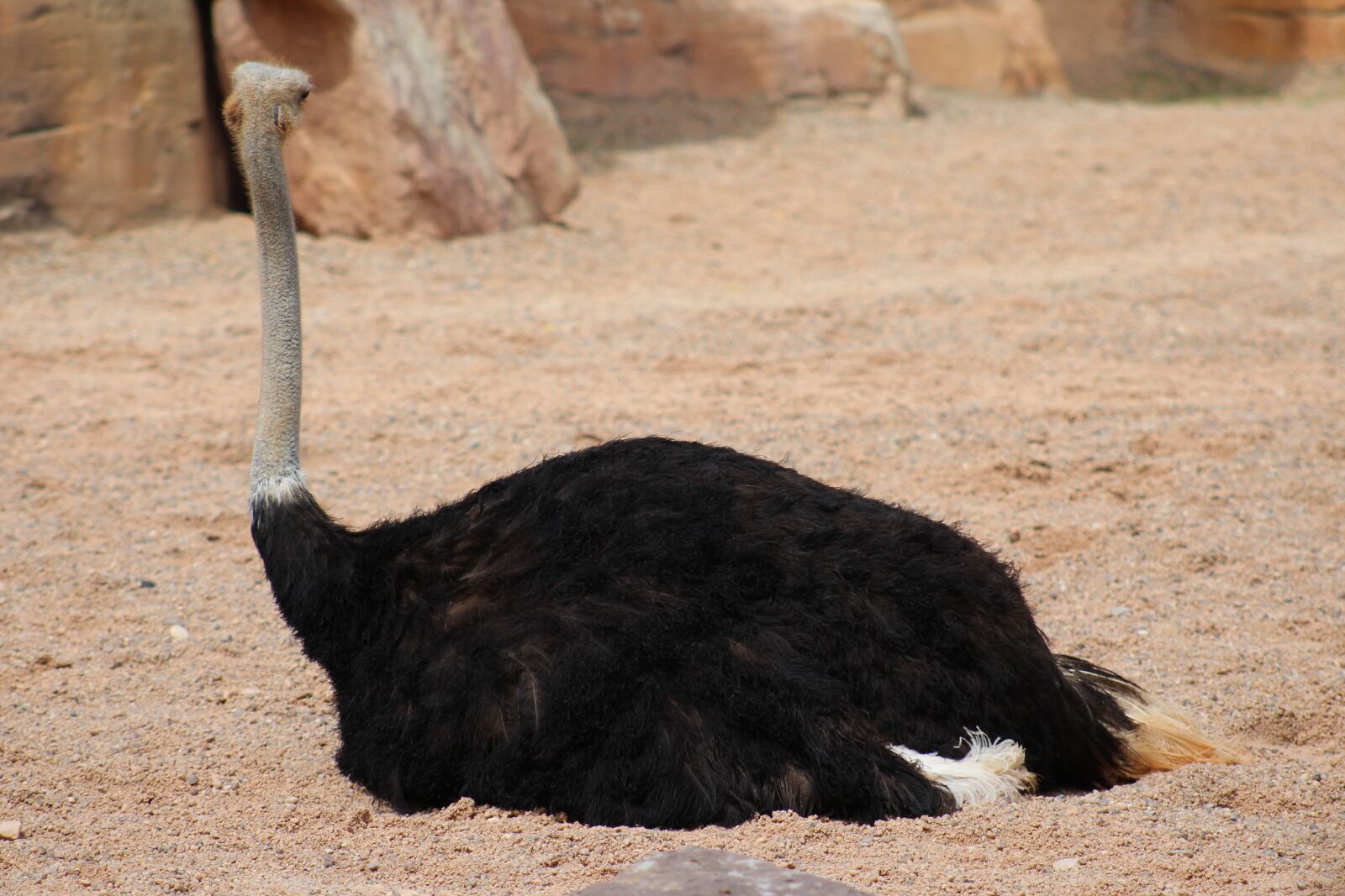 Canon EF75-300mm f/4-5.6 sample photo. Ostrich, corridor, pen photography