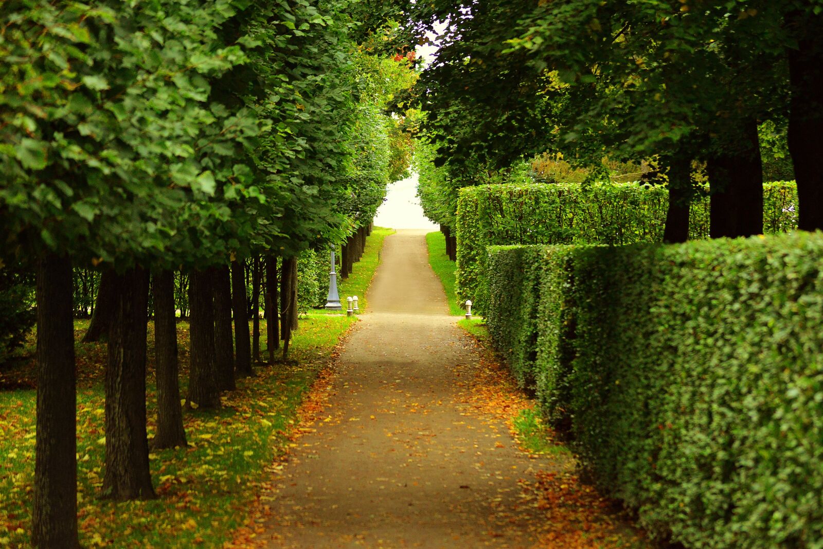 Nikon D3200 sample photo. Walkway, trimmed, bushes photography