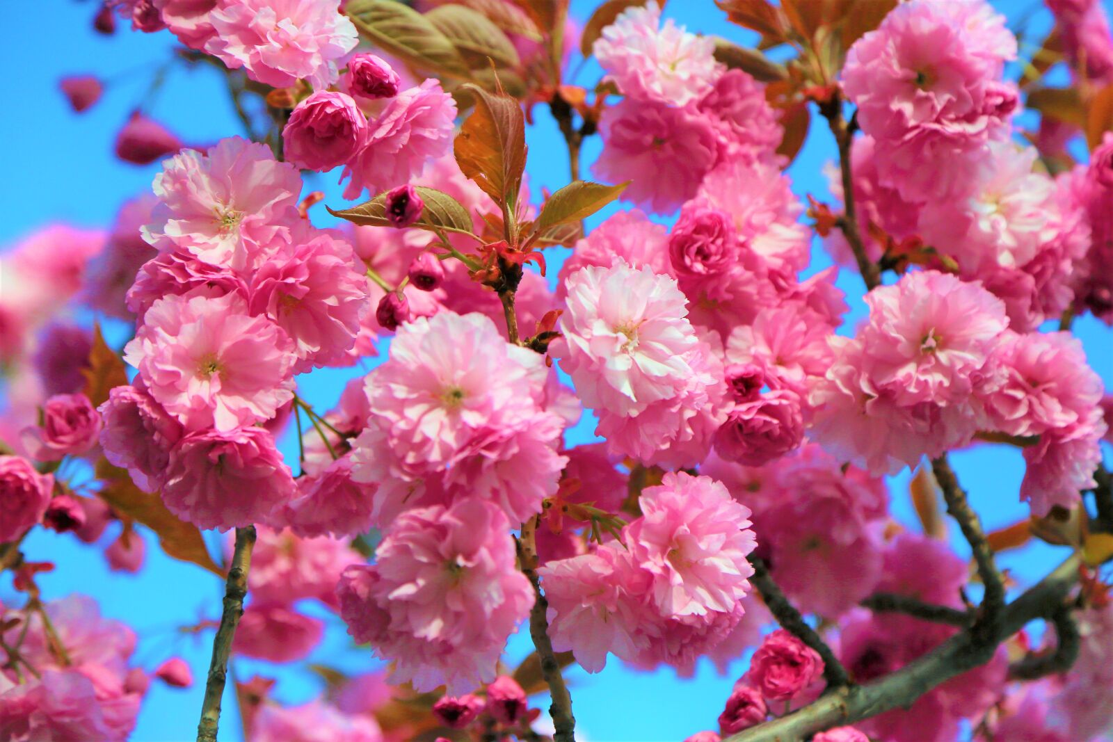 Canon EF 24-105mm F4L IS USM sample photo. Flower, nature, cherry photography