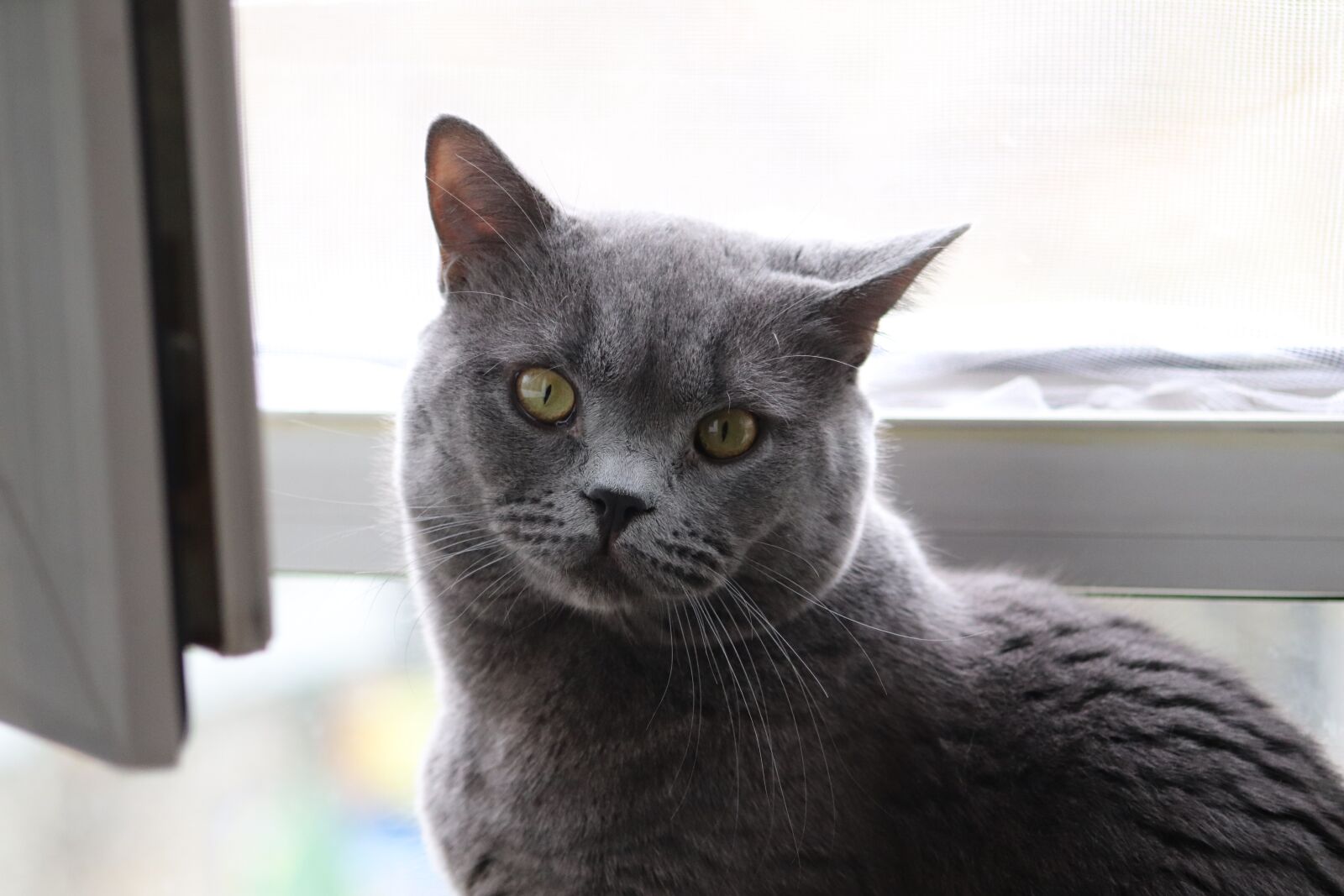 Canon EF 75-300mm f/4-5.6 USM sample photo. Cat, british fold, animal photography