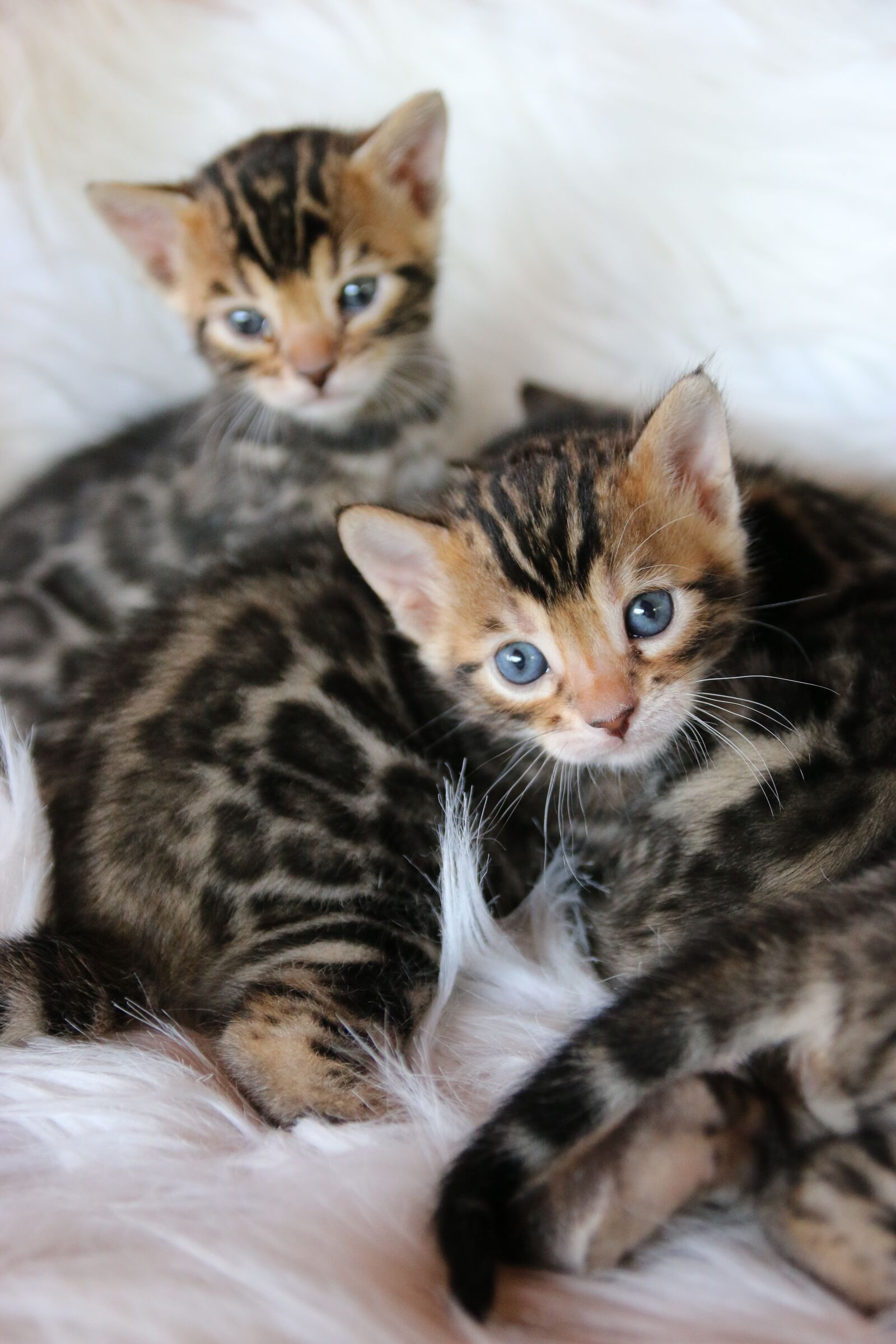 Canon EOS 70D sample photo. Bengal kitten, bengal, kitten photography