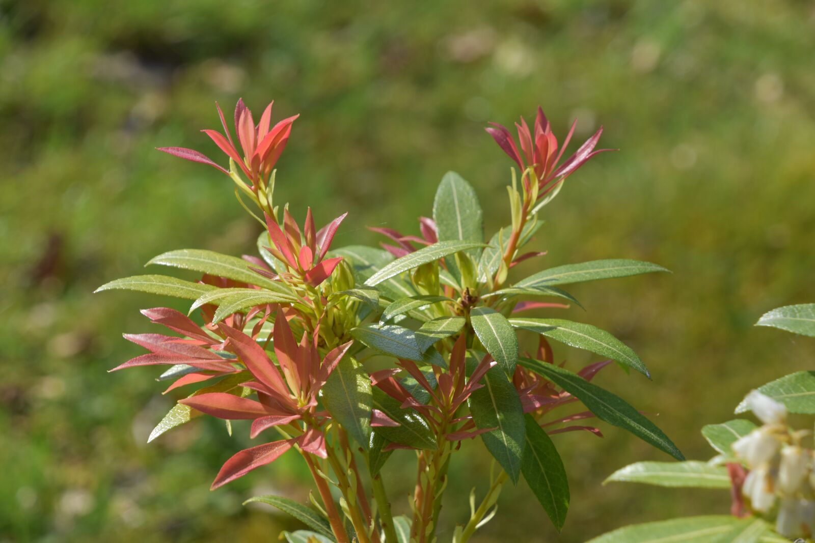 Nikon D5600 sample photo. Nature, plant, flower photography