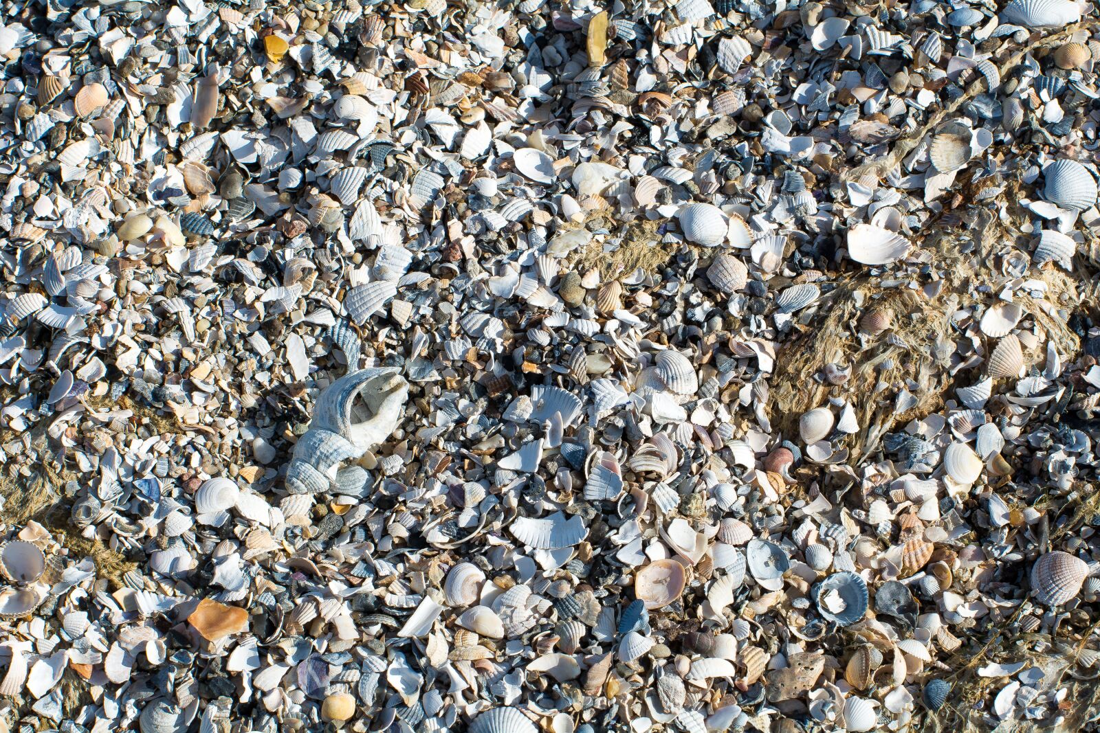 Nikon D7100 sample photo. Mussels, snails, beach photography