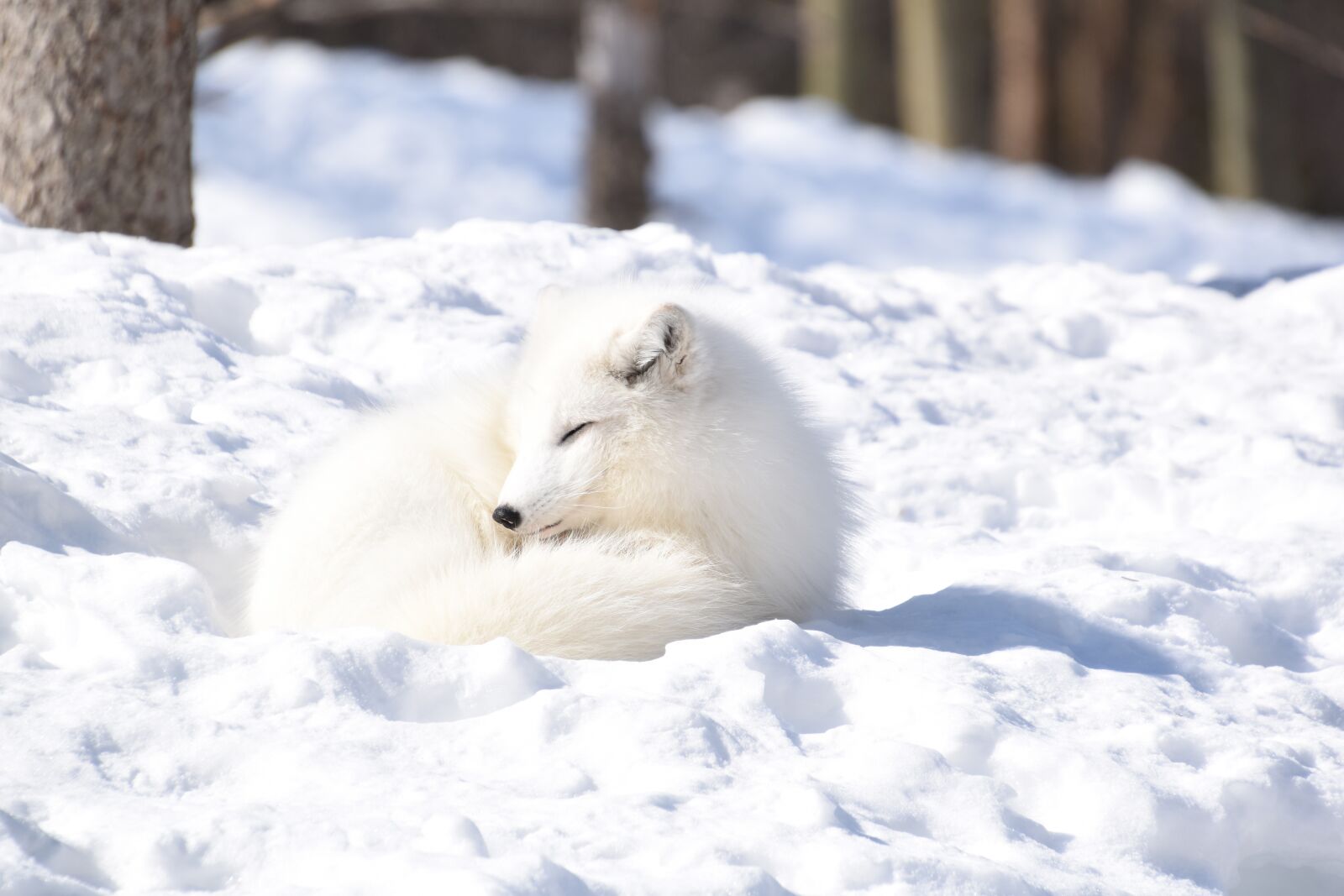 Nikon D5600 sample photo. Fox, arctic, white photography
