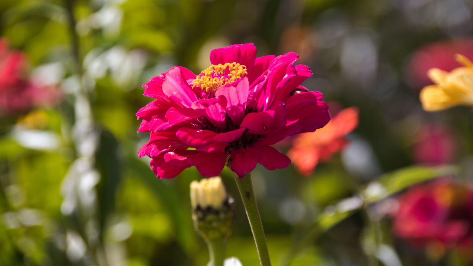 Canon EOS 200D (EOS Rebel SL2 / EOS Kiss X9) sample photo. Zinnia, composites, flower photography
