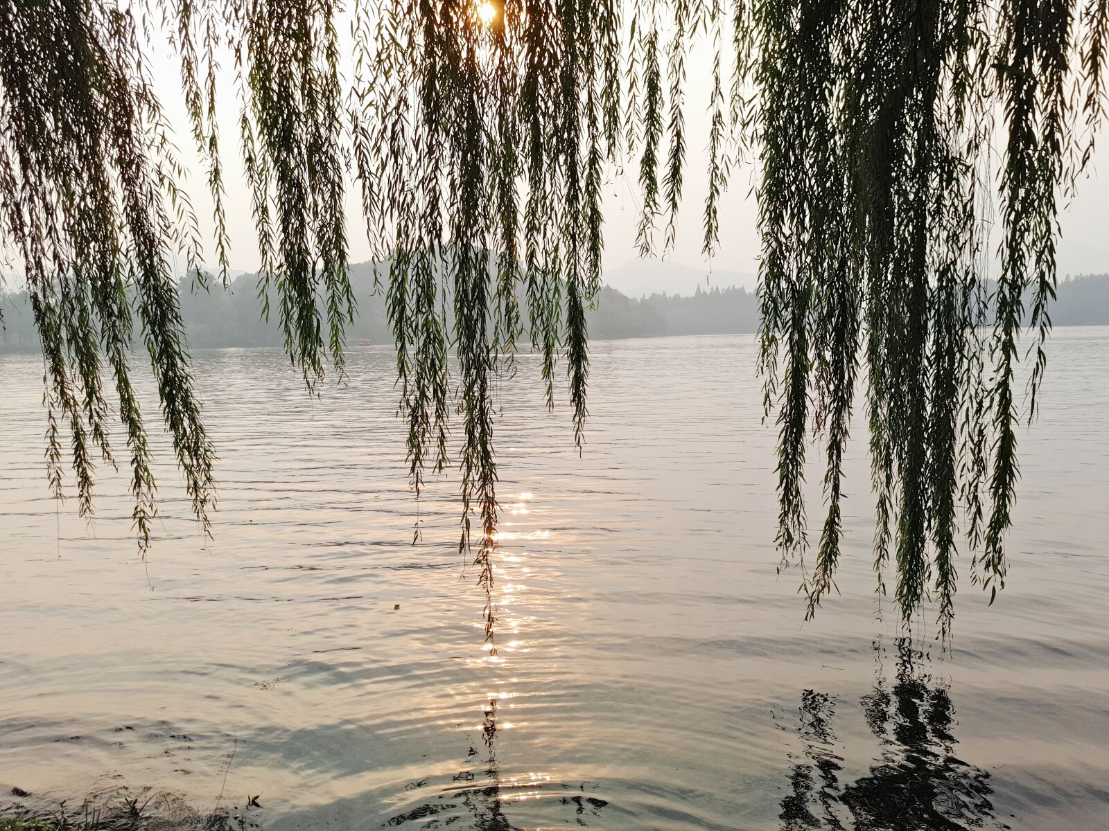 Meizu PRO 5 sample photo. Weeping willow, sunset, lake photography