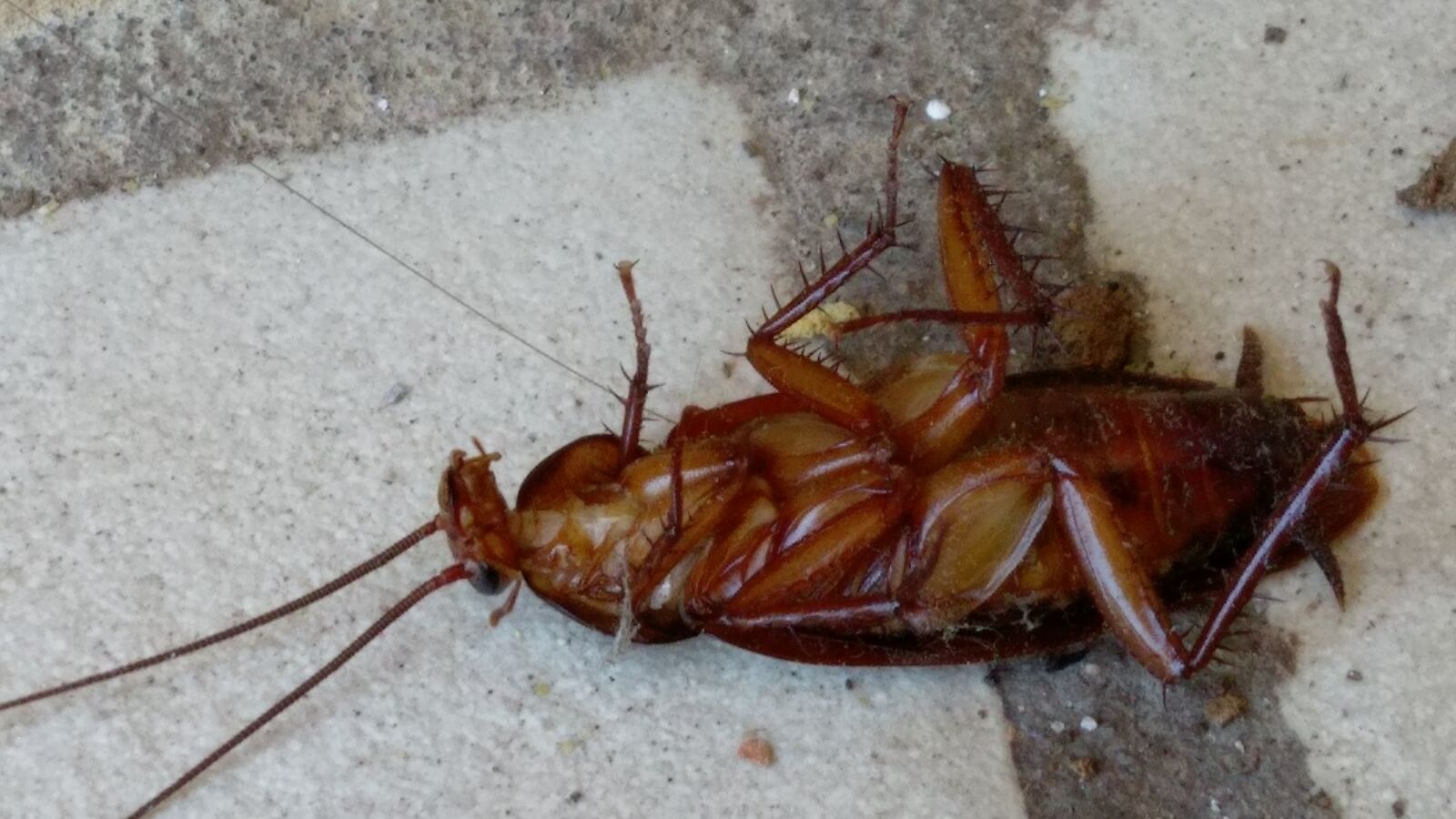 HTC ONE A9 sample photo. Angry, big, cockroach, dying photography