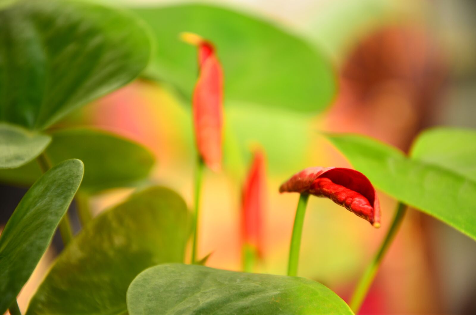 Nikon D7000 sample photo. Anthurium, flower, red photography