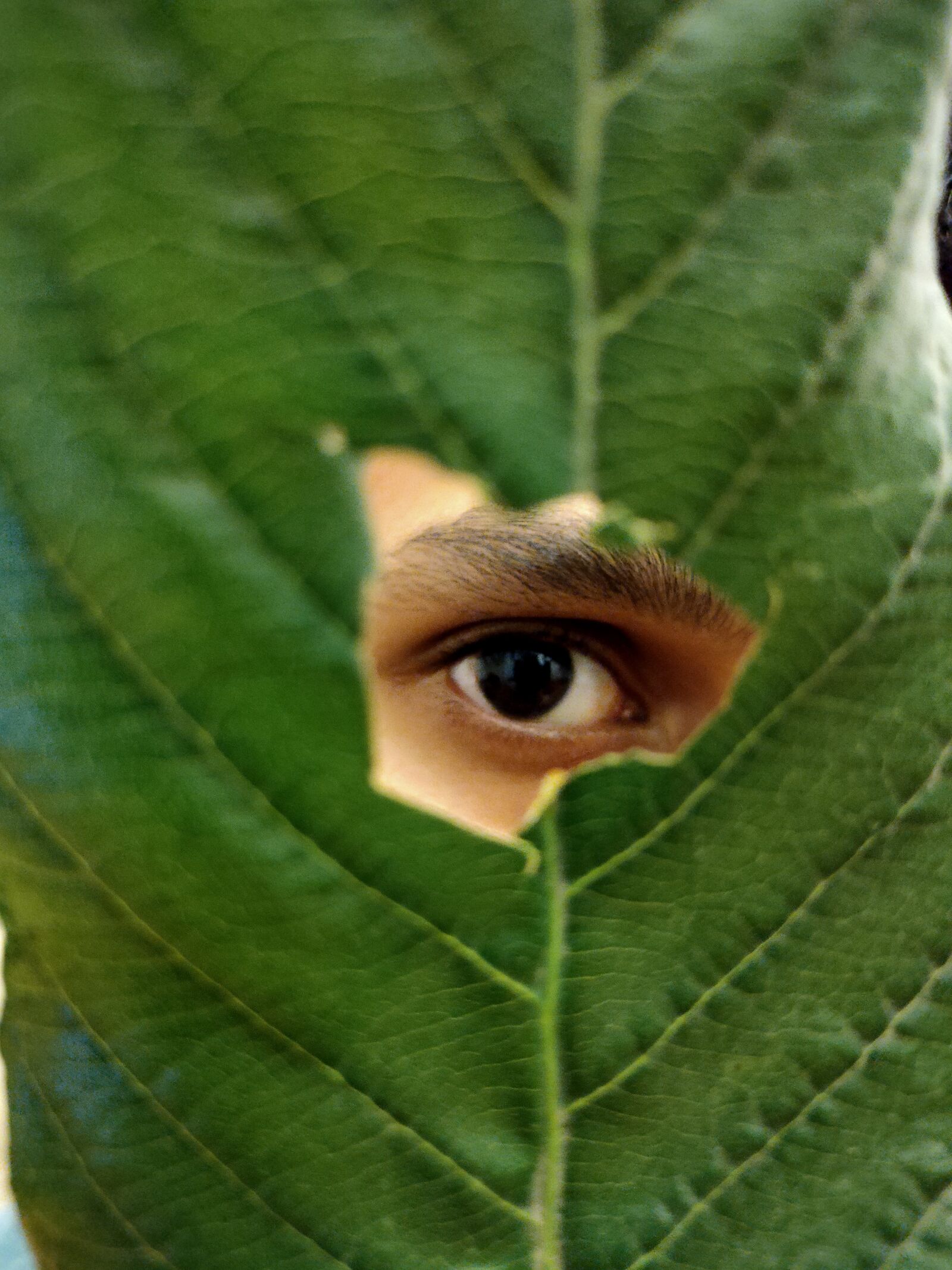 Realme XT sample photo. Eye, leaf, beautiful photography
