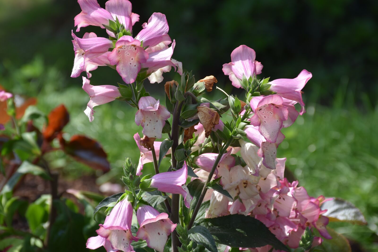 Nikon D5600 sample photo. Digitalis, soft pink, nature photography