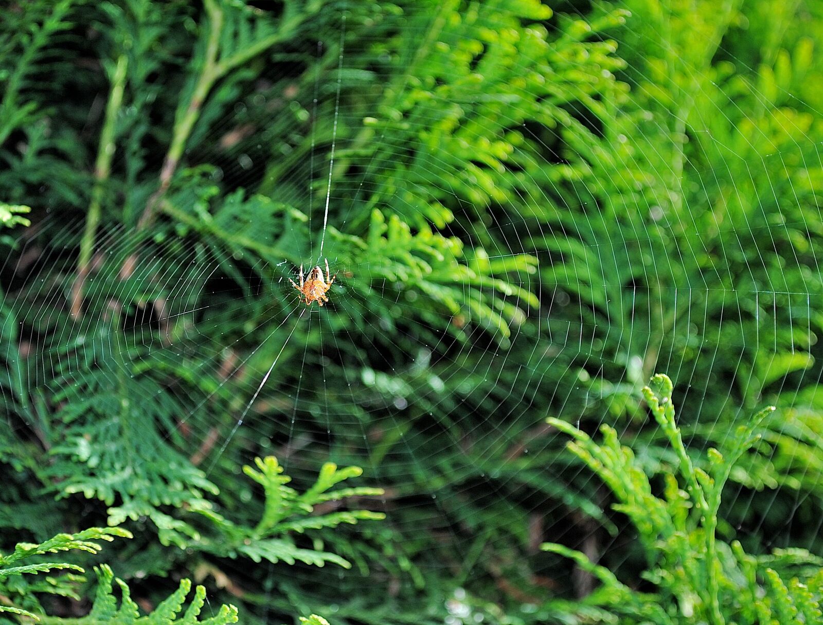 Nikon D3000 sample photo. Spider, cobweb, nature photography
