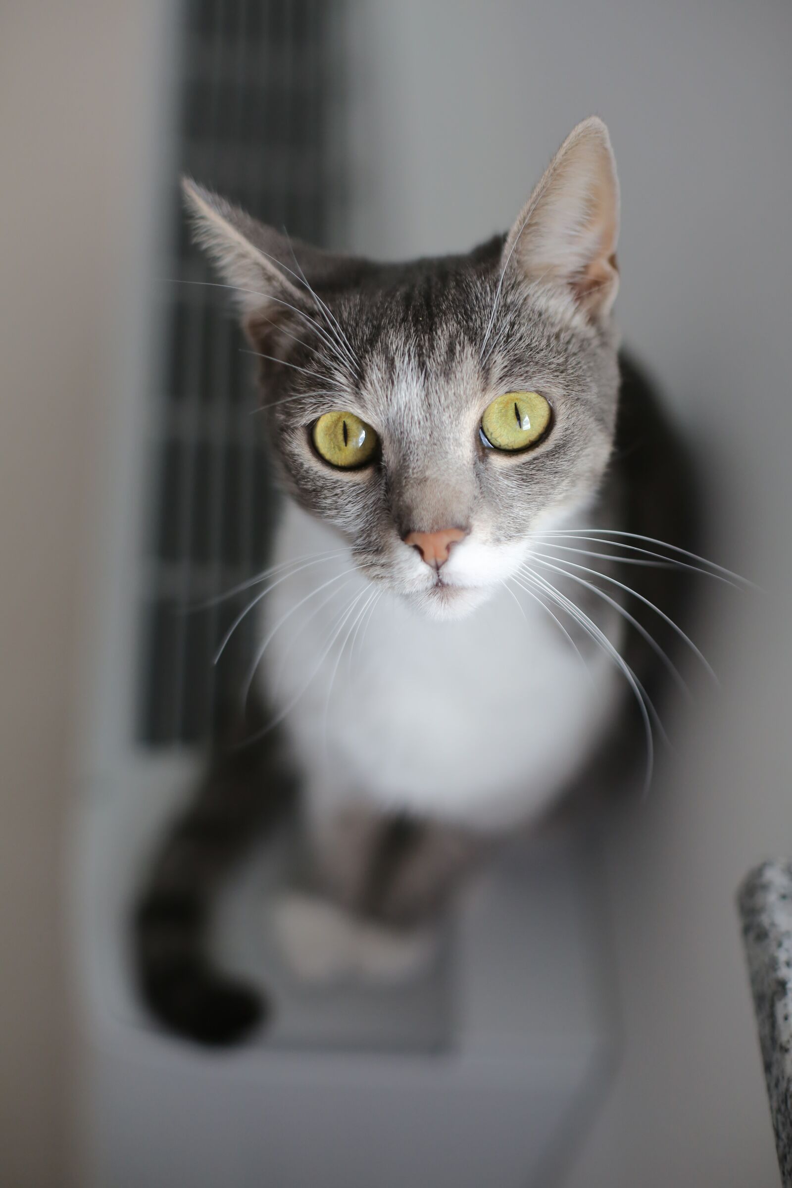 Canon EF 50mm F1.4 USM sample photo. Greenish yellow, eyes, portrait photography