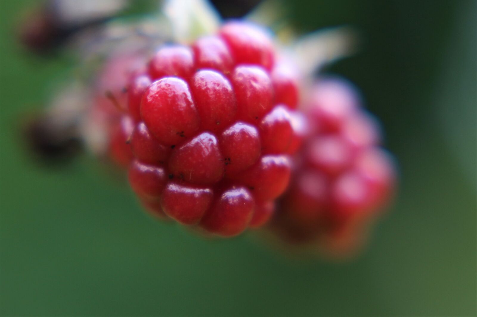 Canon EOS 700D (EOS Rebel T5i / EOS Kiss X7i) sample photo. Raspberry, berry, fruit photography
