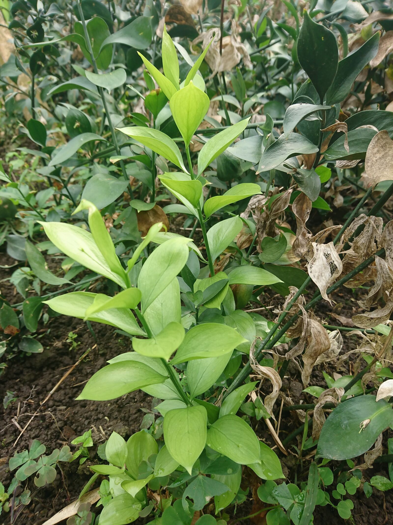 Sony Xperia XZ sample photo. Rusco, floral, cachipay photography
