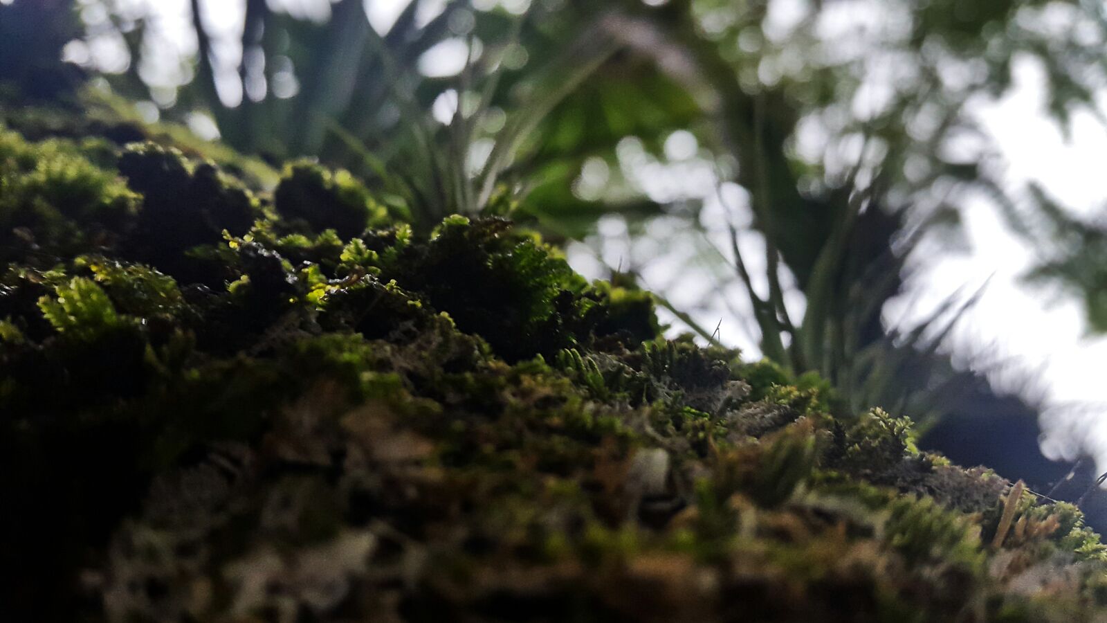 Samsung Galaxy S5 sample photo. Green, grass, close, up photography