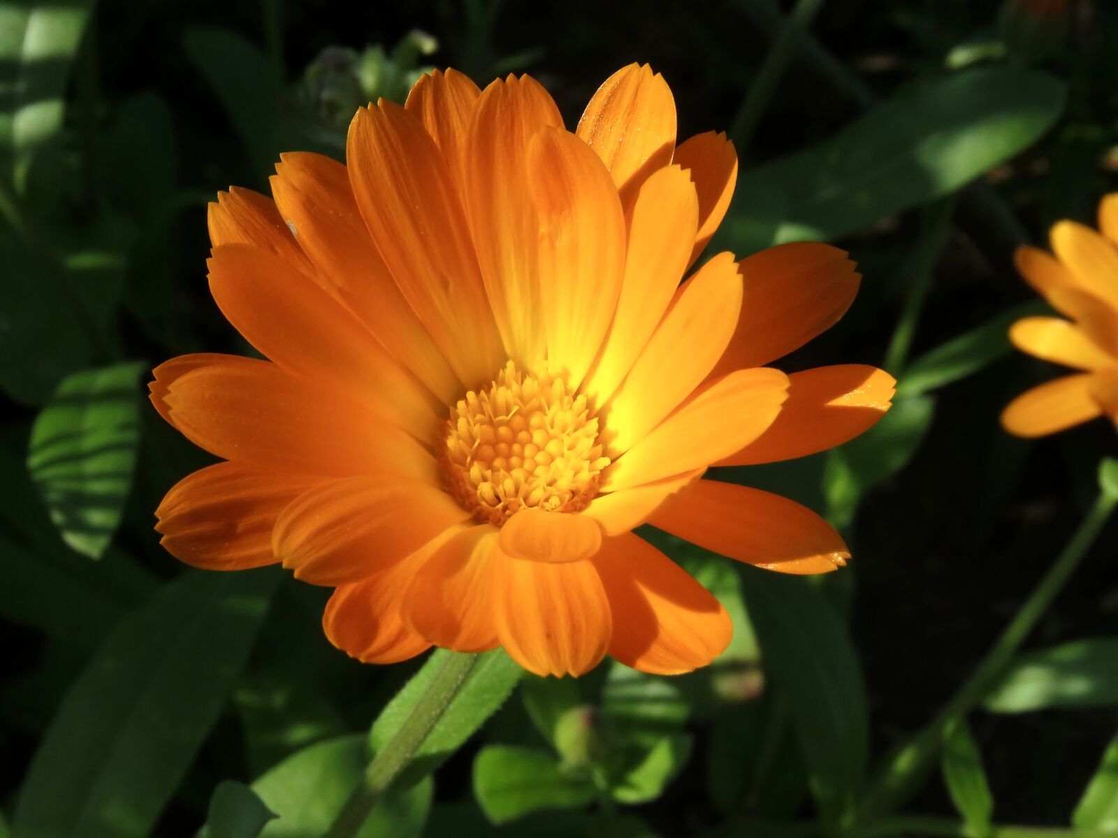 Canon PowerShot SX60 HS sample photo. Flower, calendula, orange photography