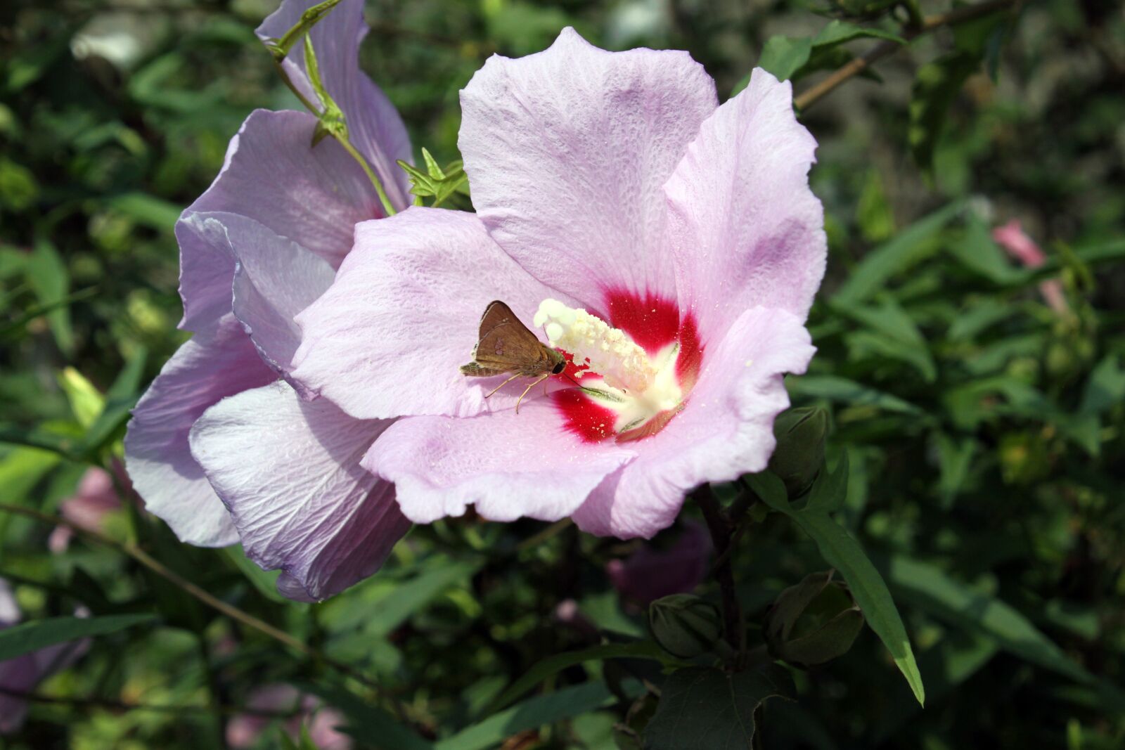 Canon EOS 50D sample photo. Rose of sharon, of photography