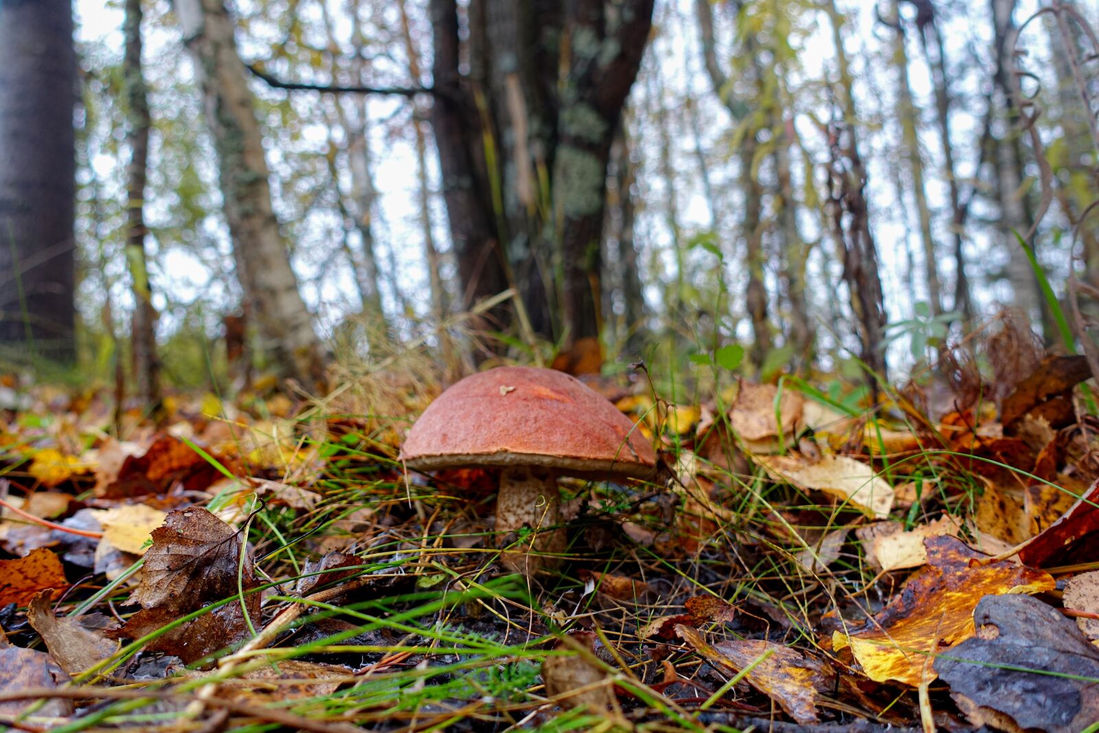 Sony Cyber-shot DSC-RX100 III sample photo. Fall, mushroom, forest photography