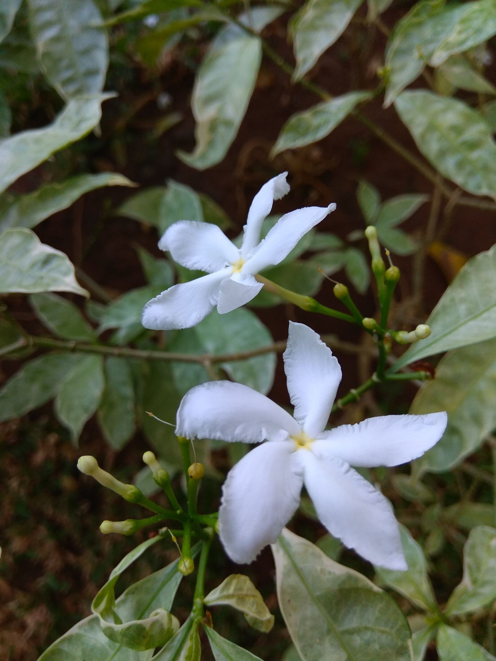 Xiaomi Redmi Note 4 sample photo. Afa_graphy_snow, white photography