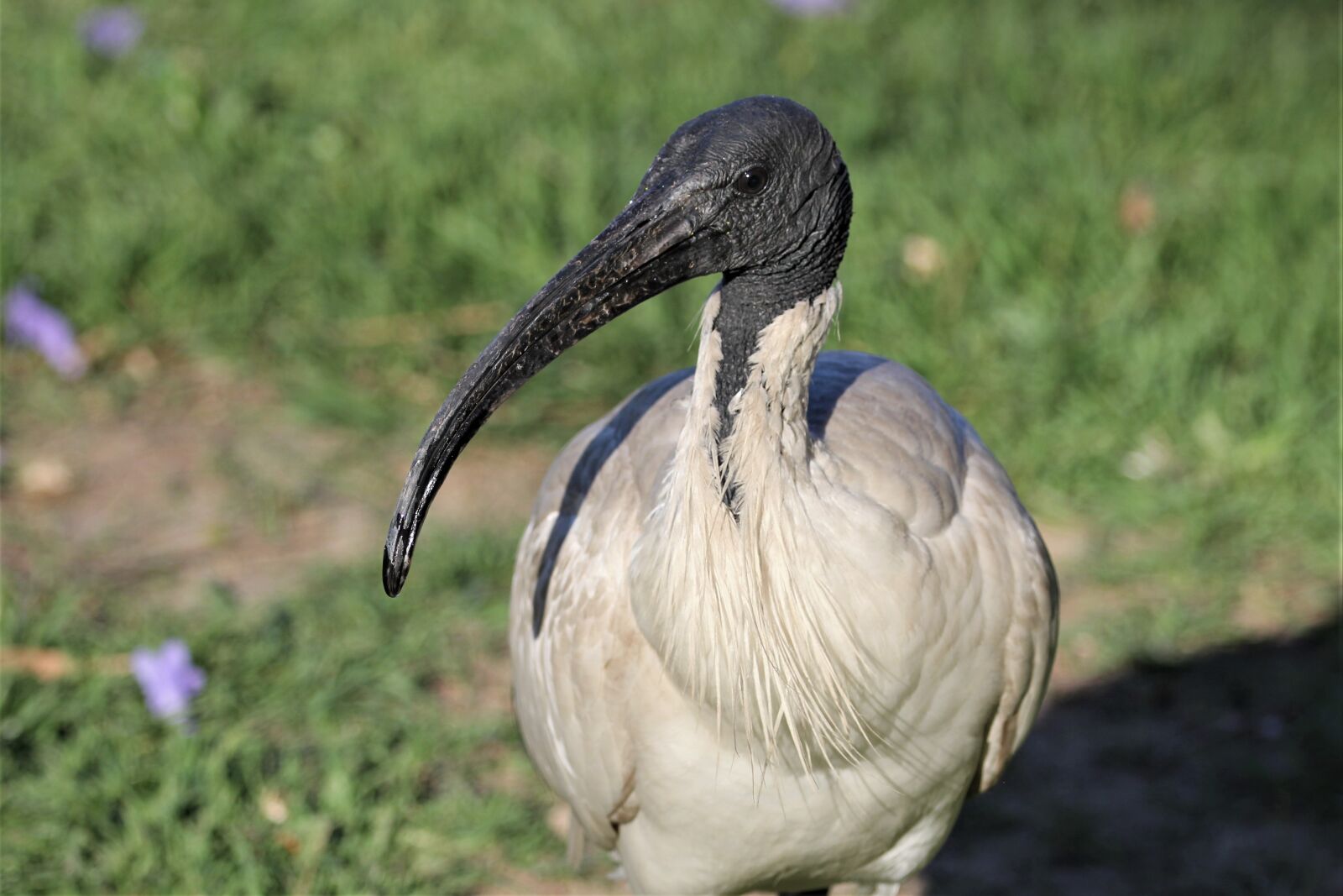 Canon EF 70-200mm F2.8L IS II USM sample photo. Ibis, australian, white photography