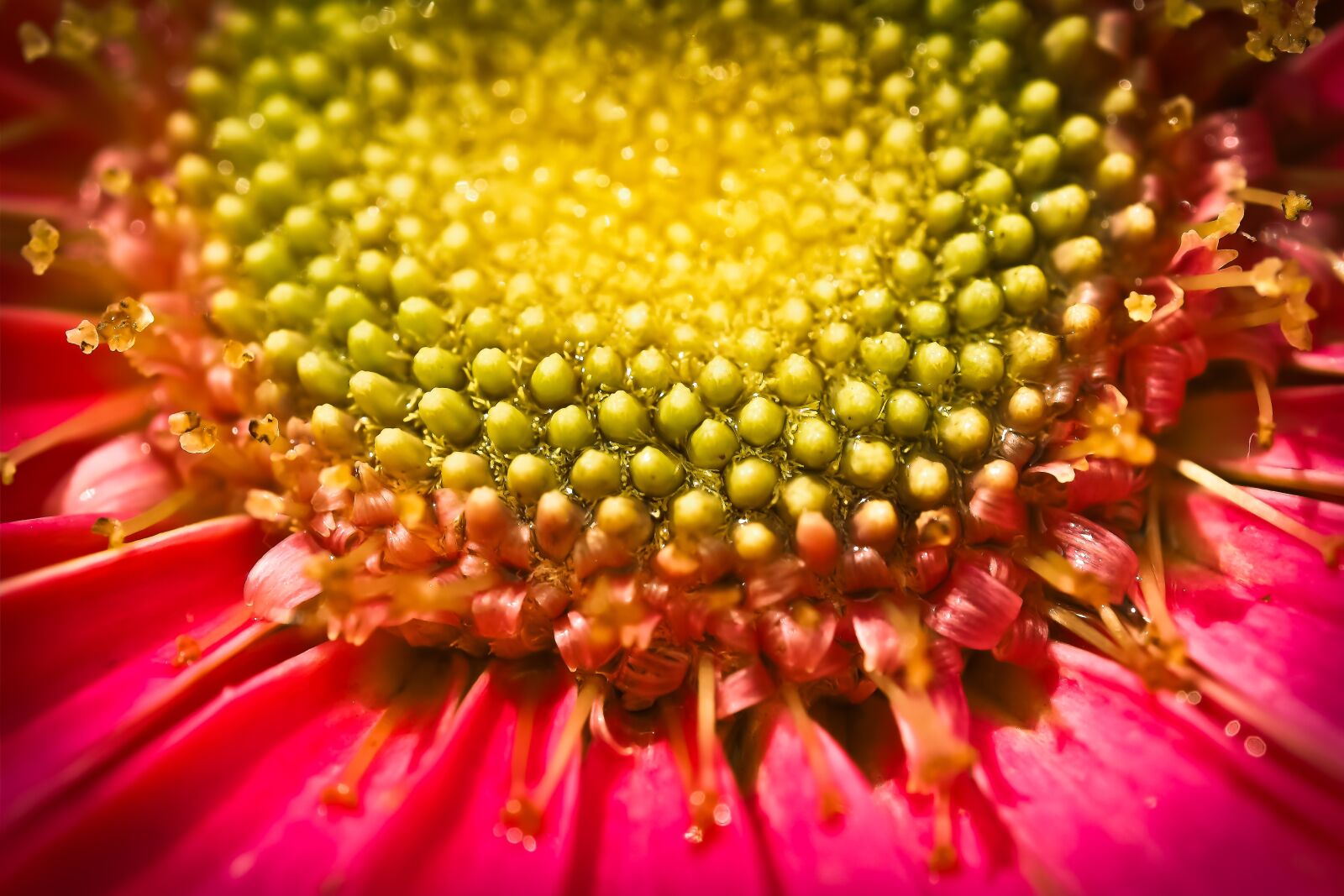 Olympus OM-D E-M10 sample photo. Chrysanthemum, flower, macro photography