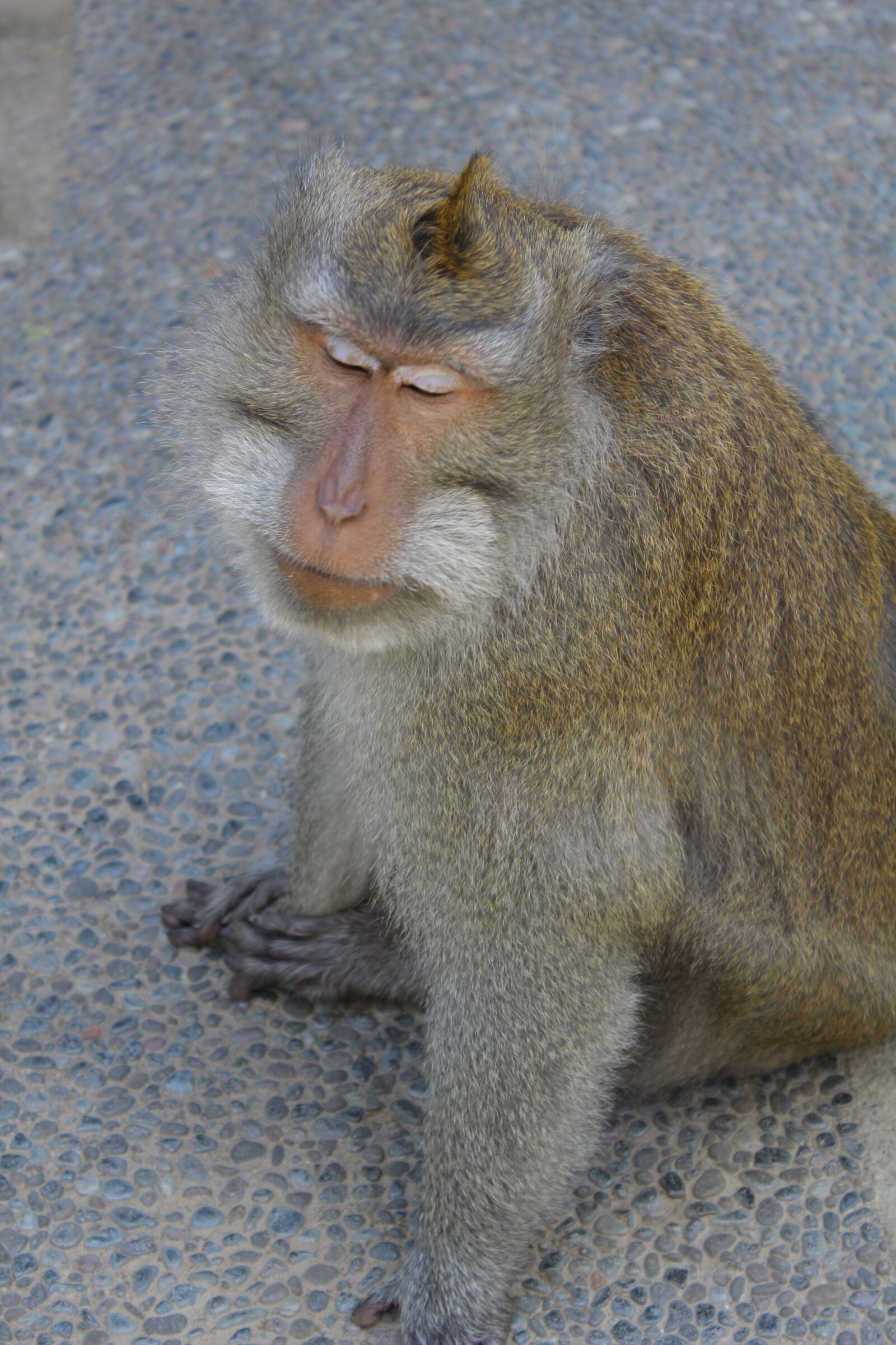 Canon EOS 600D (Rebel EOS T3i / EOS Kiss X5) sample photo. Lebar cm island, monkey photography