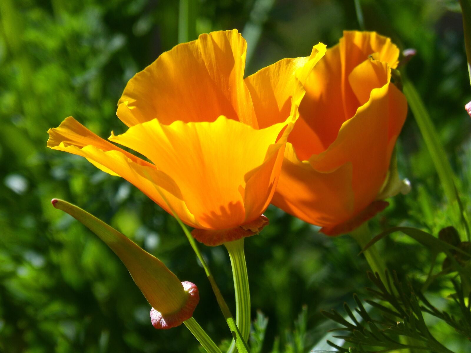 Panasonic DMC-FZ62 sample photo. Schscholzia californica, california poppy photography