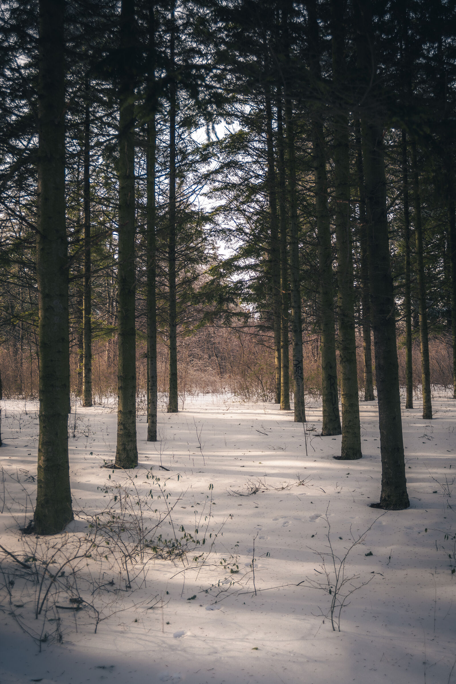 Nikon D750 sample photo