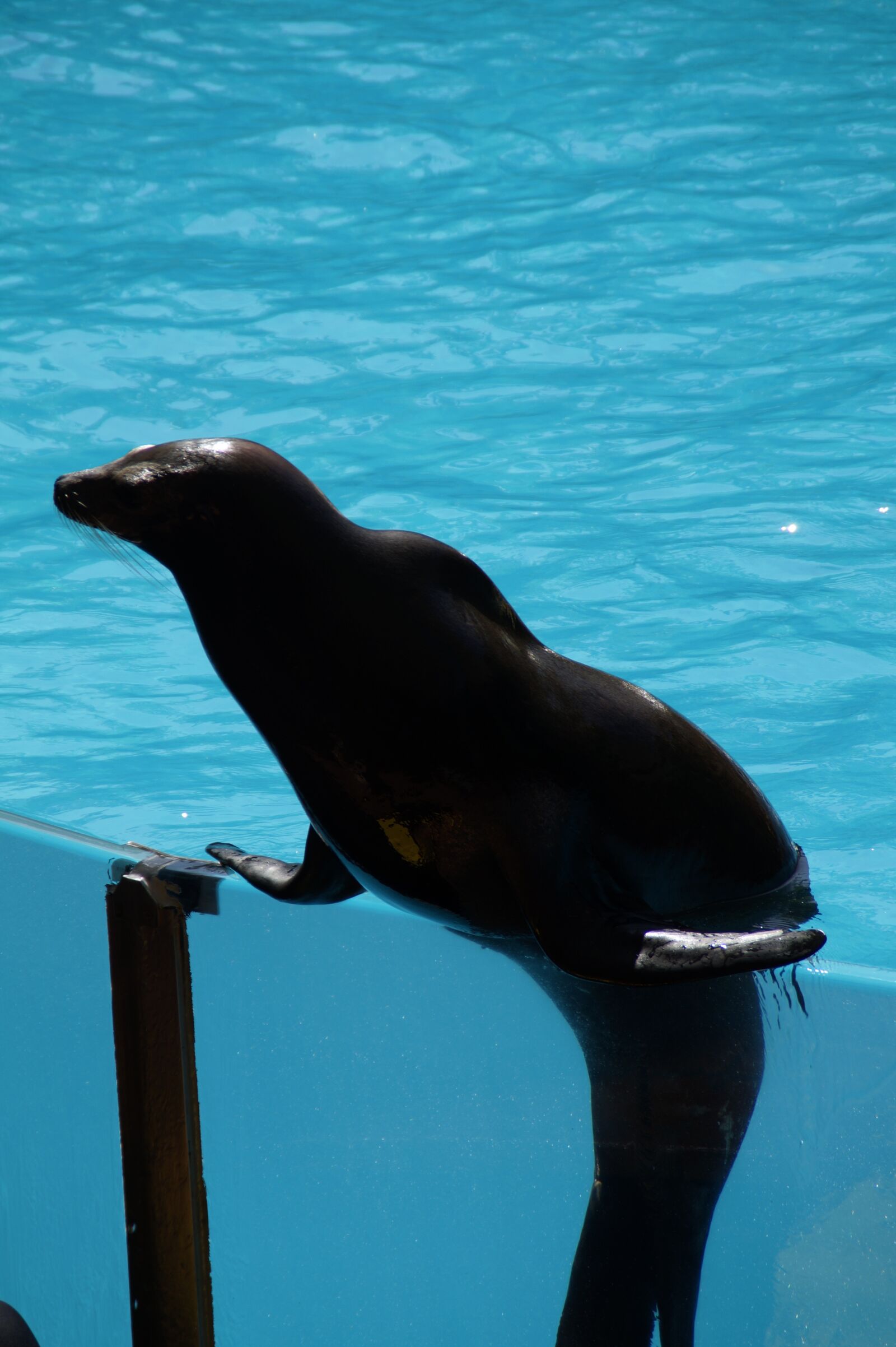 Sony SLT-A58 sample photo. Zoo, sea lion, strong photography