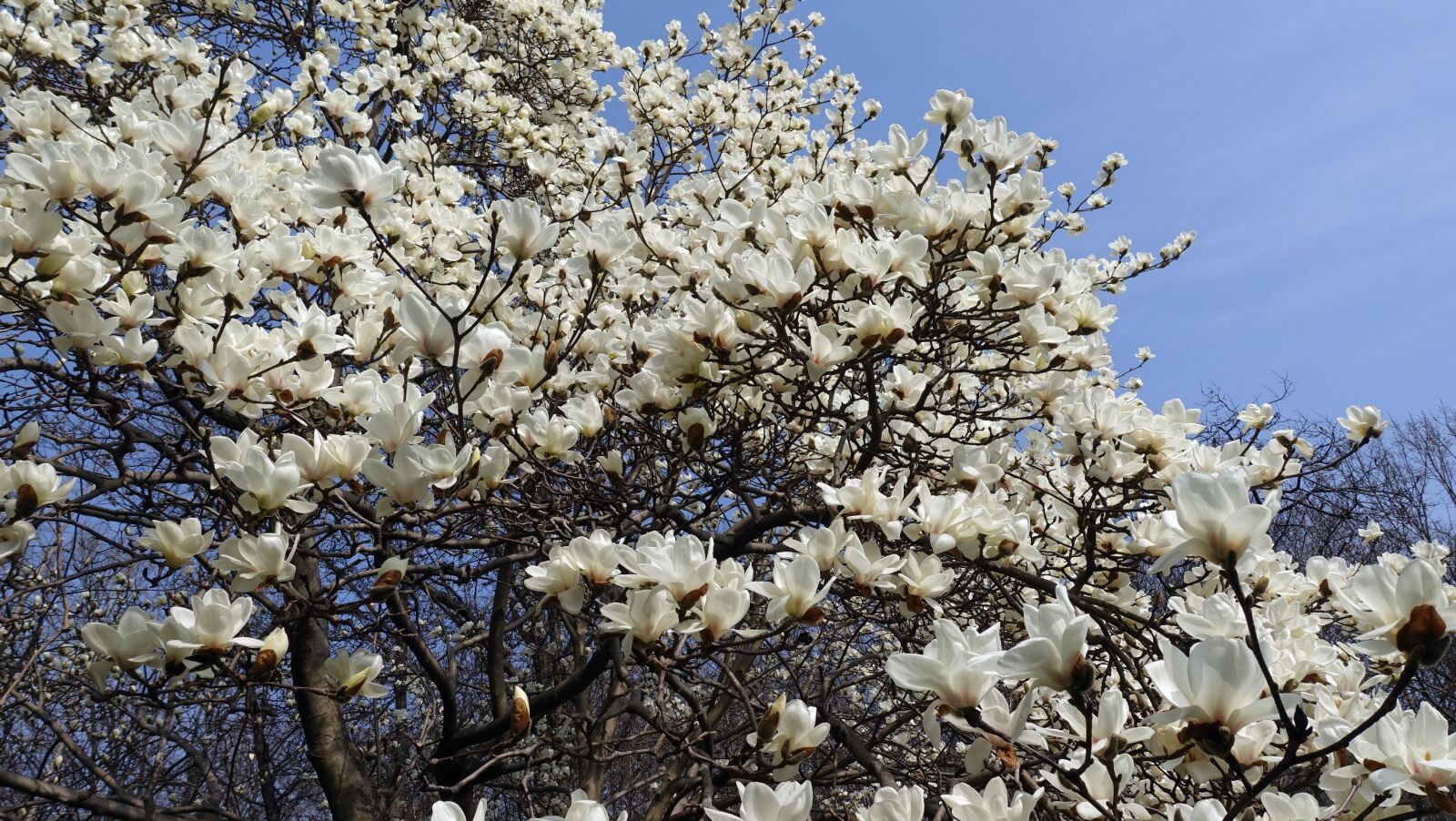 Sony Cyber-shot DSC-RX100 IV sample photo. Magnolia, spring, spring flowers photography